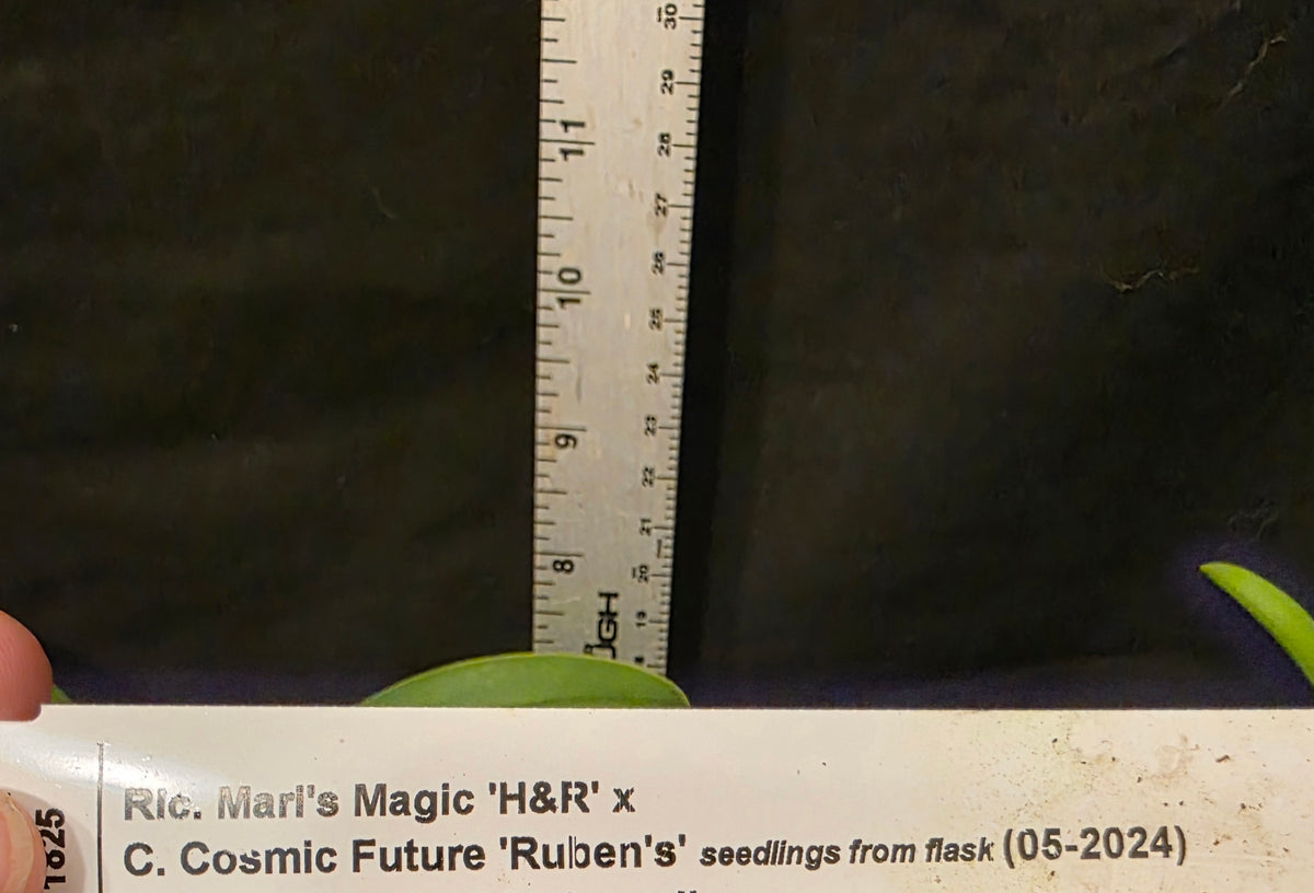 Rlc Maris Magic x Cattleya Cosmic Future. Blooming size compact cattleya orchid hybrid.
