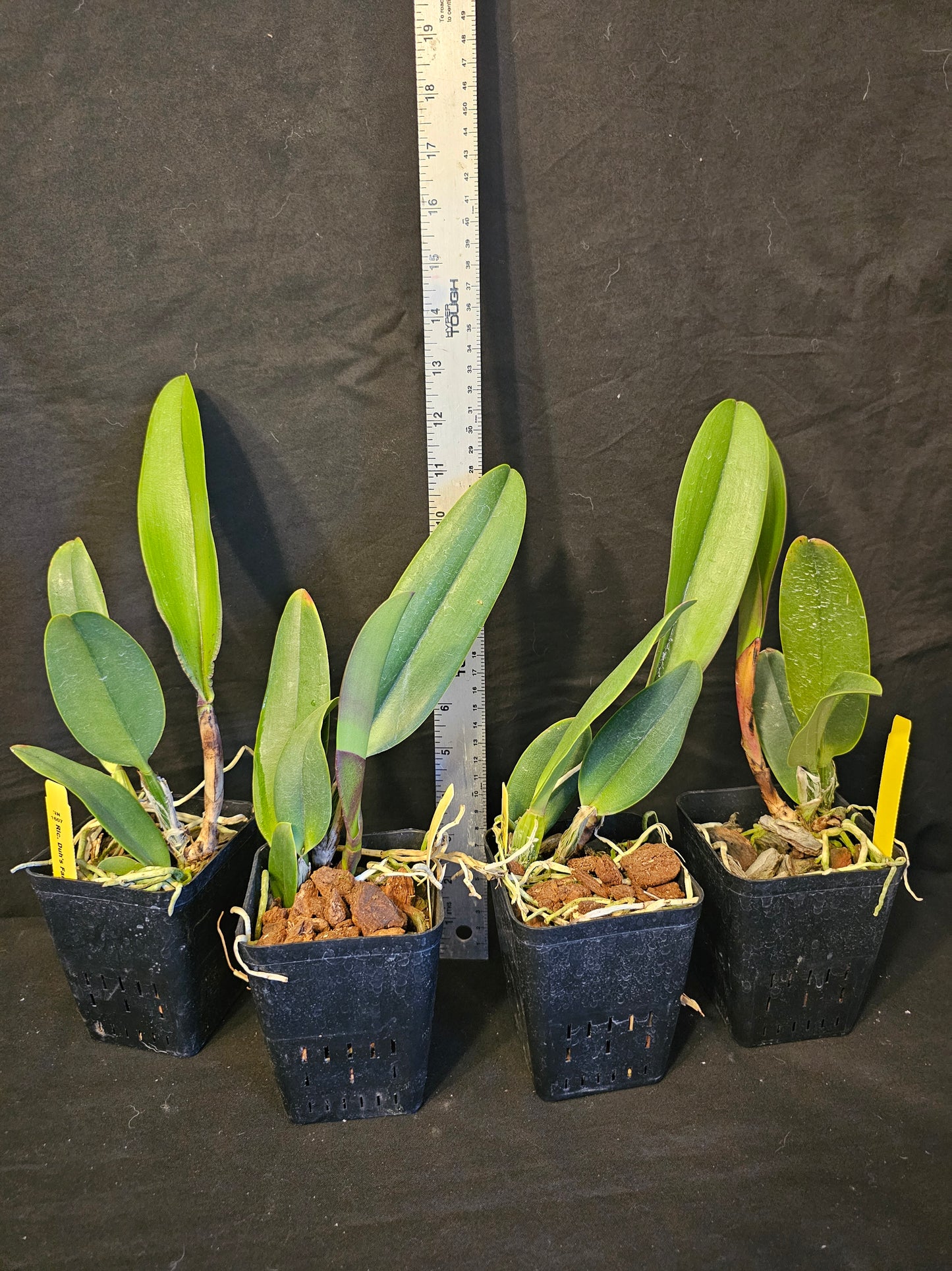 Rlc Duh's Fantasy 'Mellow' FCC/AOS Near blooming size cattleya orchid clone. Highest award