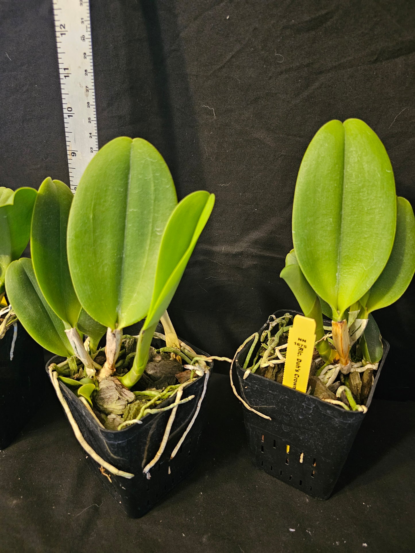 Rlc Duh's Crown '021414' SM/JOGA near blooming size cattleya orchid clone.