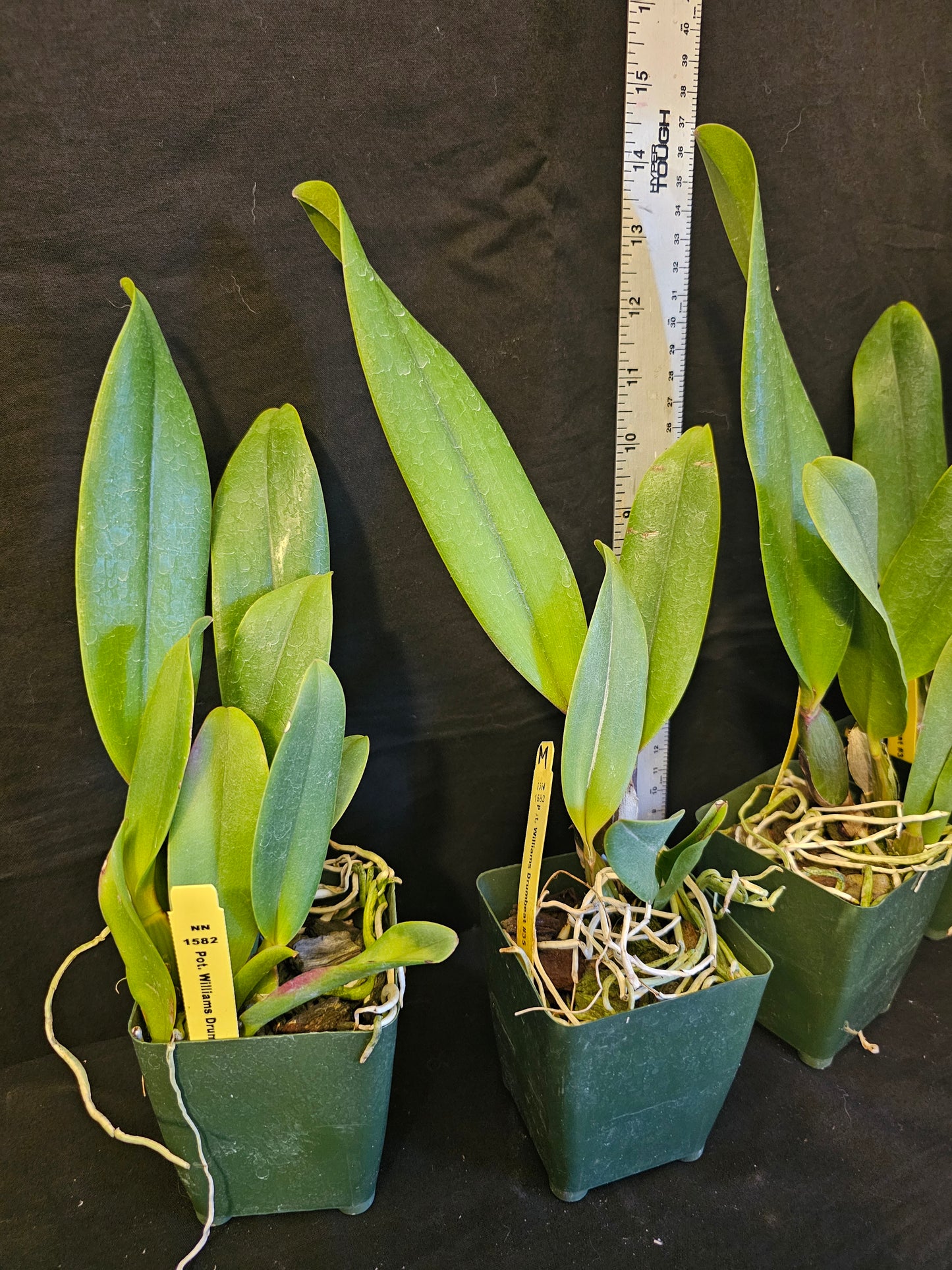 Pot Williams Drumbeat '#35' near blooming size cattleya orchid clone. Beautiful and fragrant