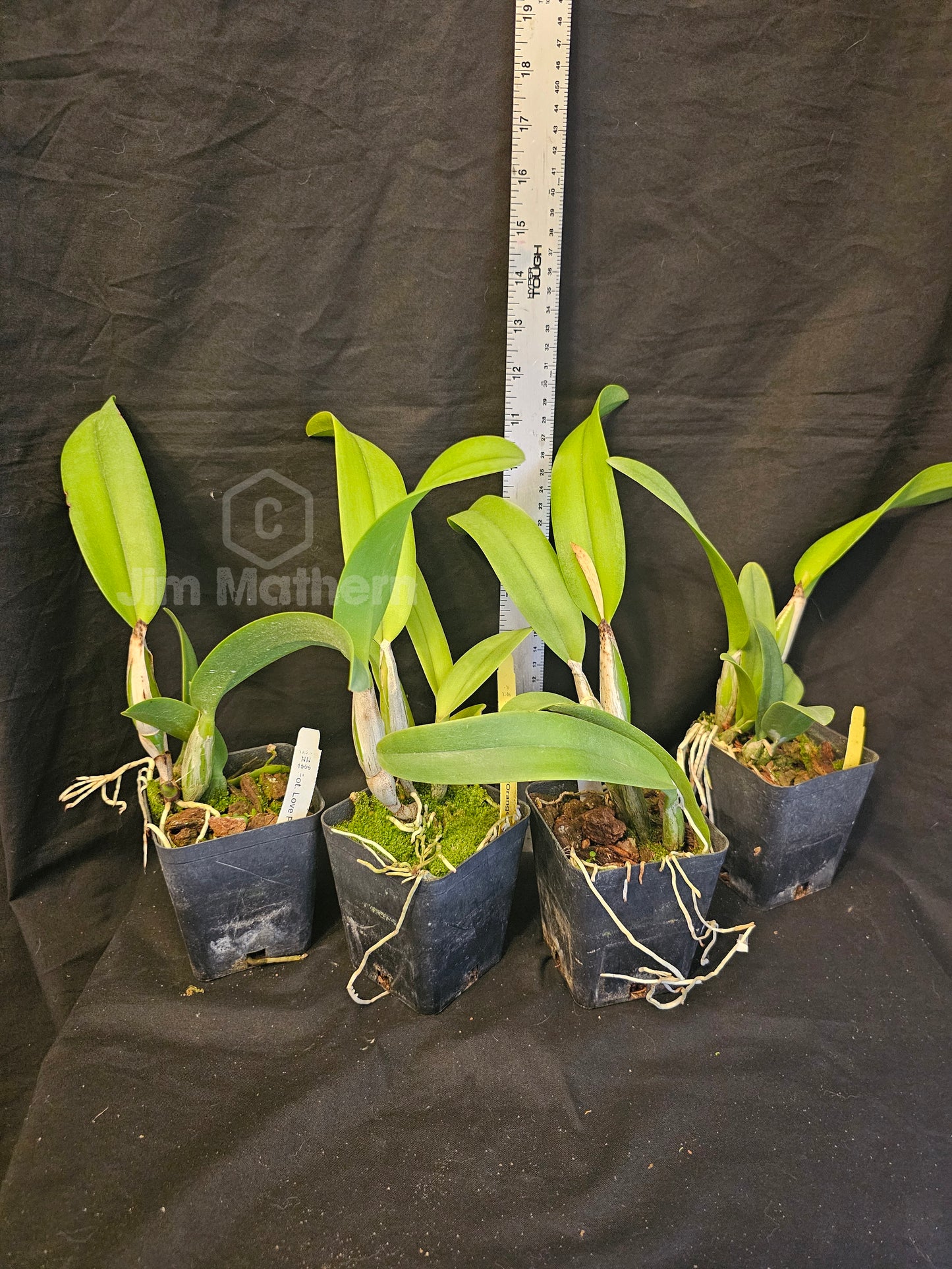 Rth Love Passion 'Orange Bird' near Blooming size cattleya clone.