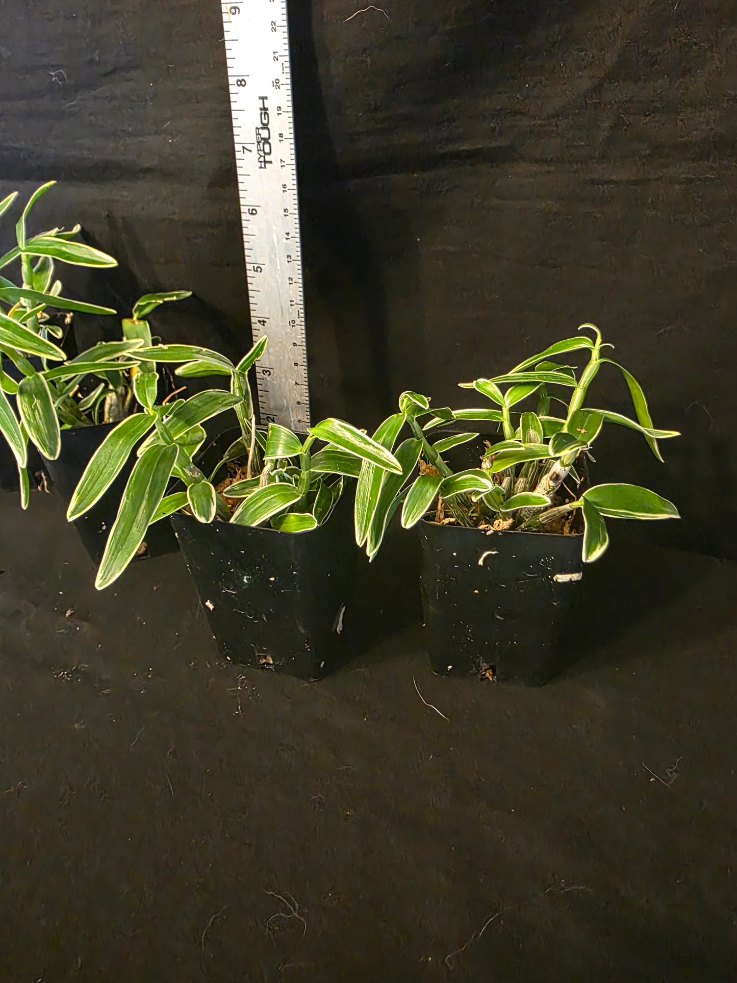 Dendroboum moniliforme variegated form. Blooming size miniature dendrobium orchid species. Rare form