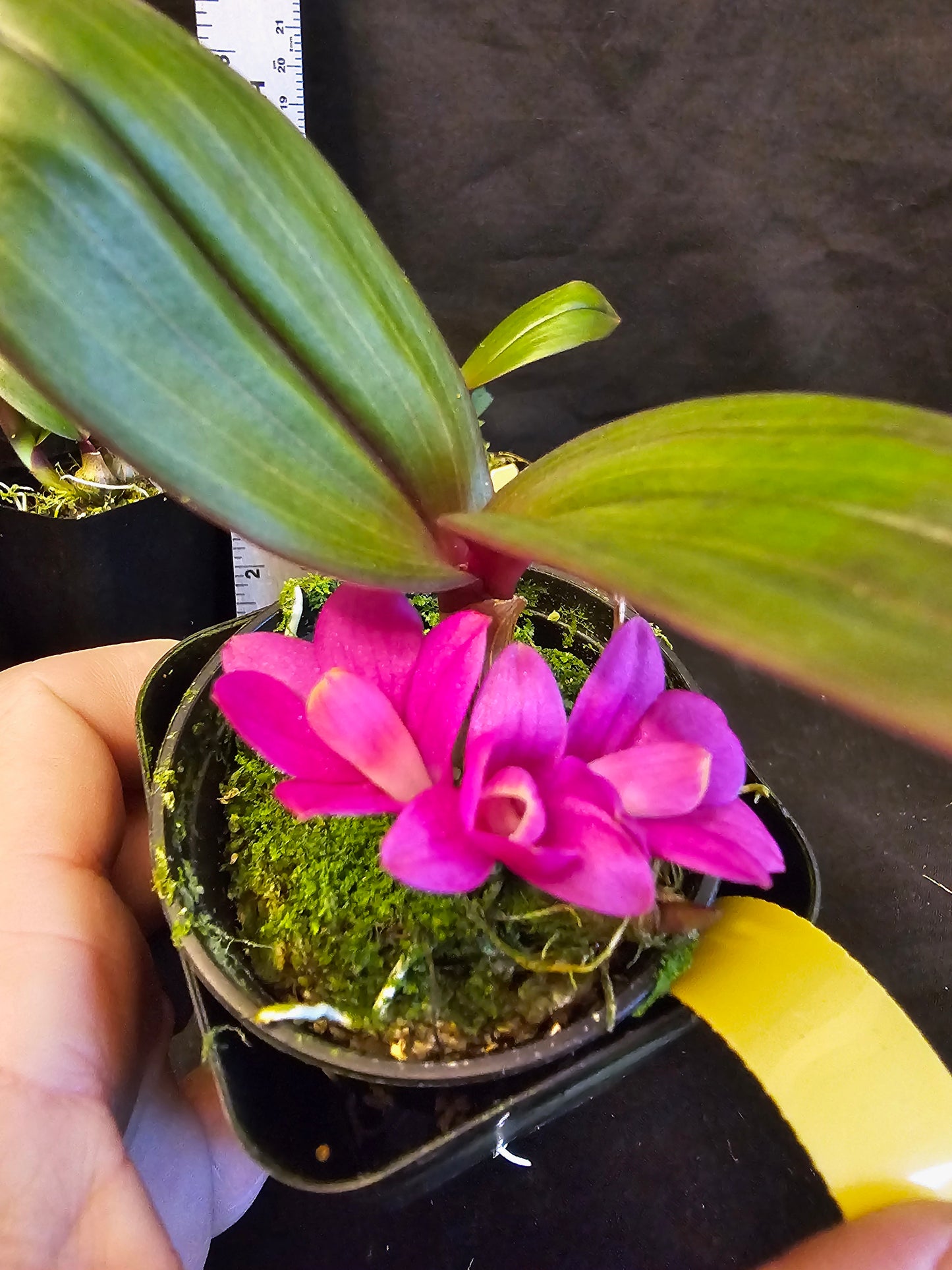 Dendrobium laevifolium 'Hot Pink' x sib. Blooming size rare dendroboum orchid species.