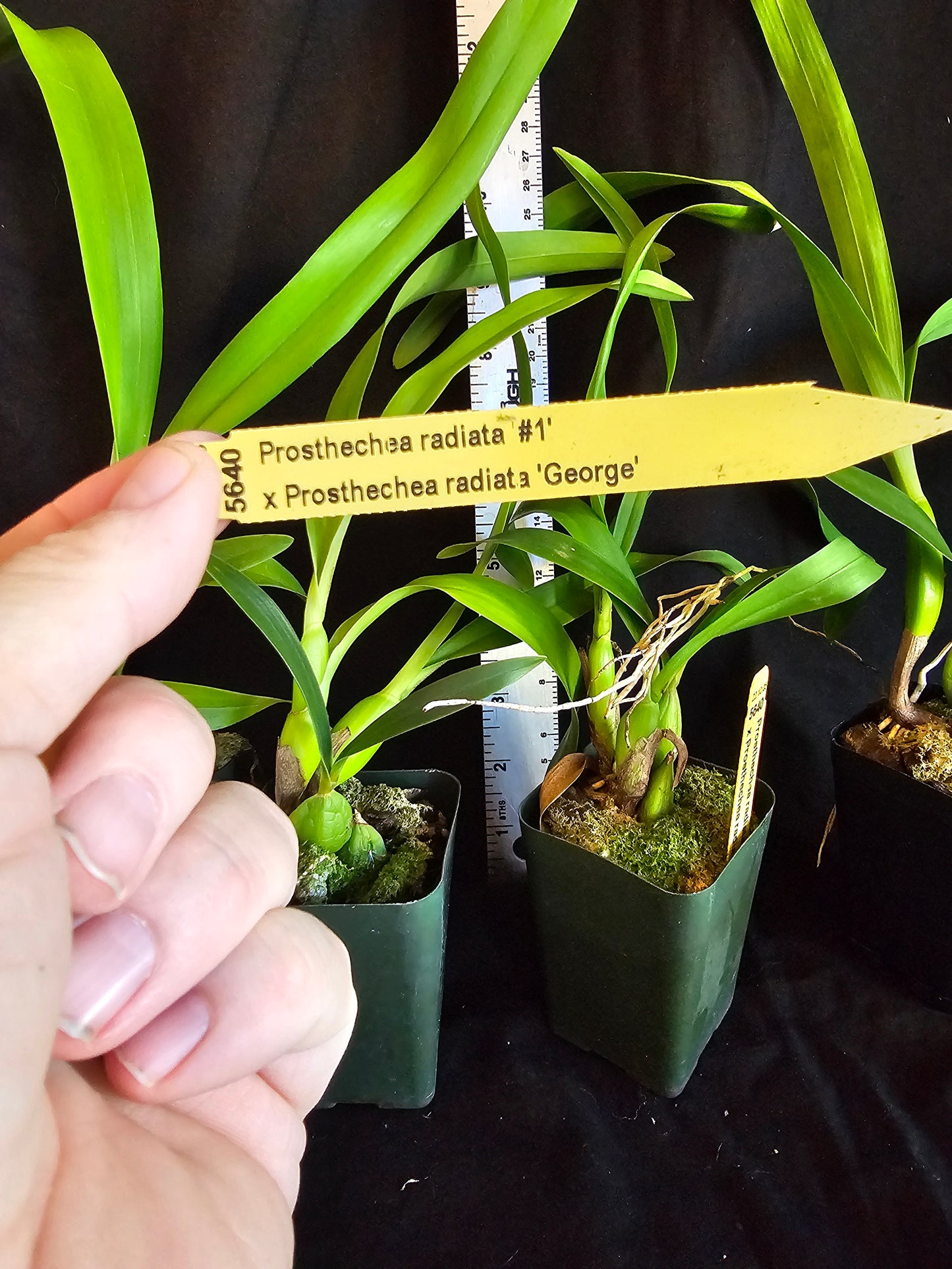 Prosthechea radiata