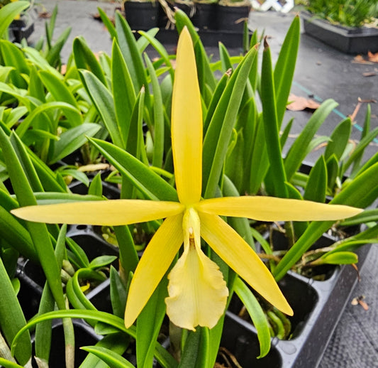 Bc Little Birds (Cattleya harmill x Brassavola nodosa) Blooming size brassavola cattleya orchid hybrid.