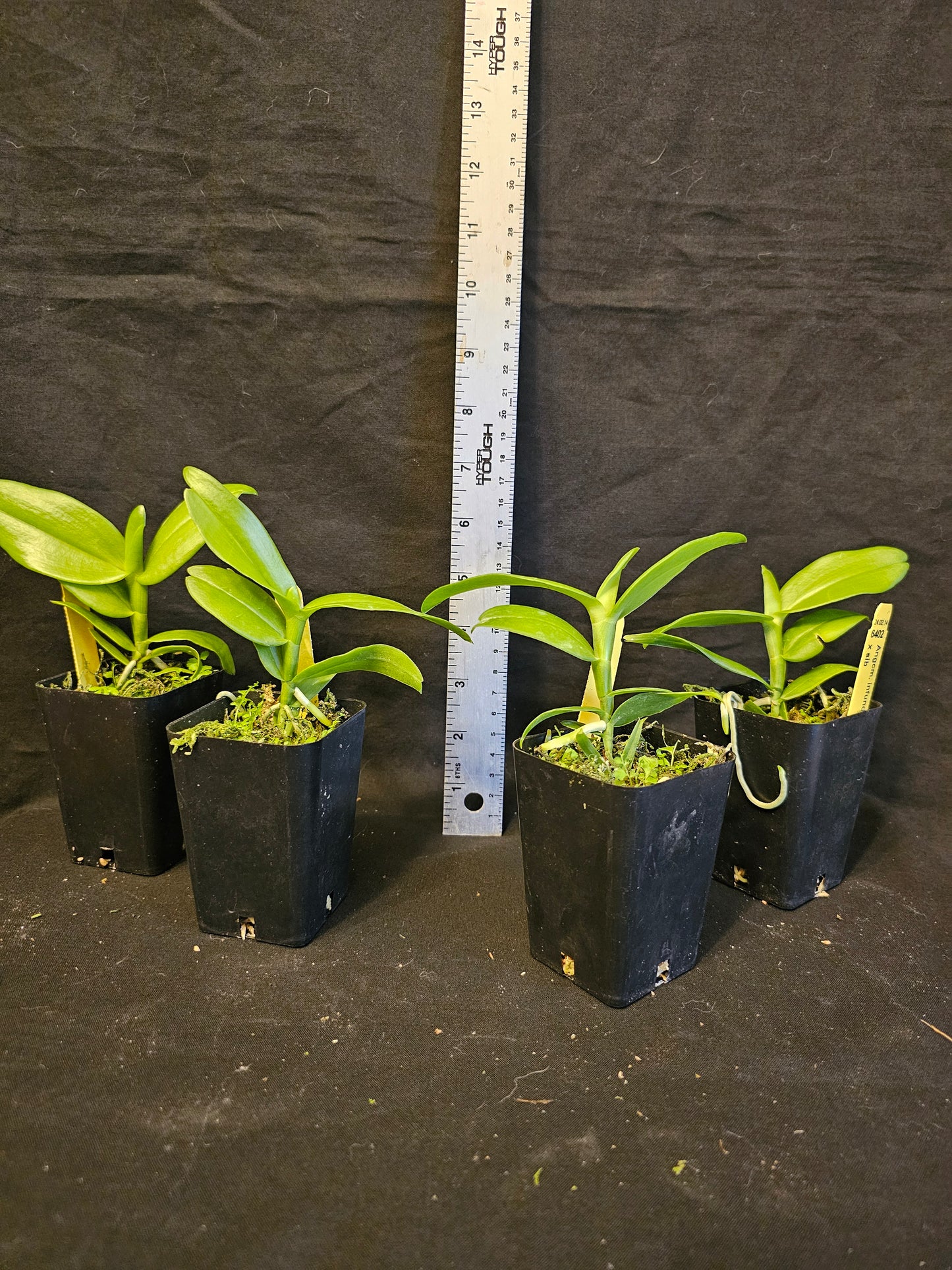 Angraecum infundibulaire non bloom size rare Angraecum orchid species. Large blooms