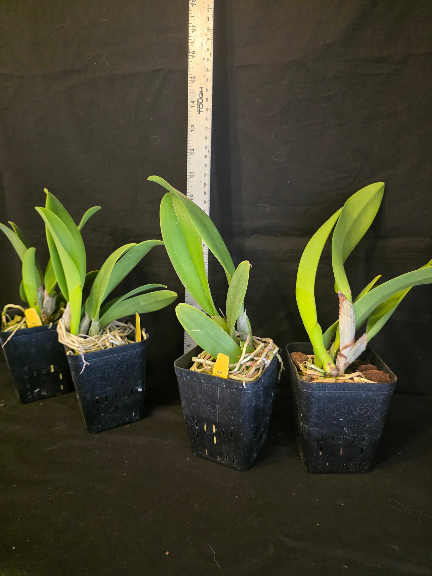 Rlc Hsinying Williette '#14' blooming size cattleya orchid clone. Fragrant.