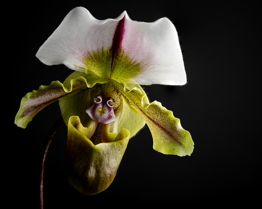 Paphiopedilum spicerianum. Beautiful blooming size orchid species.