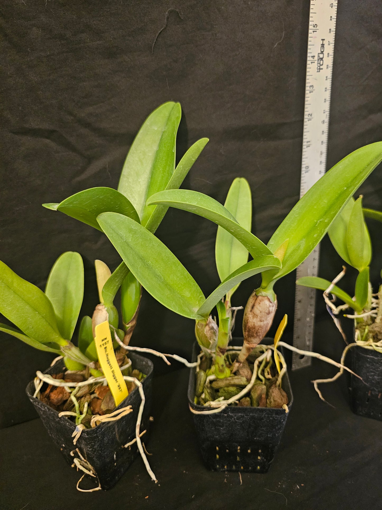Rth Nuggett Digger '#57' blooming size cattleya orchid clone. Beautiful orange blooms