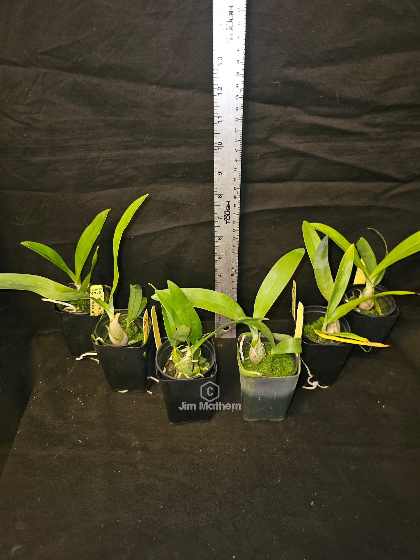 Angraecum calceolus blooming size Angraecum orchid species. Easy grower reliable bloomer