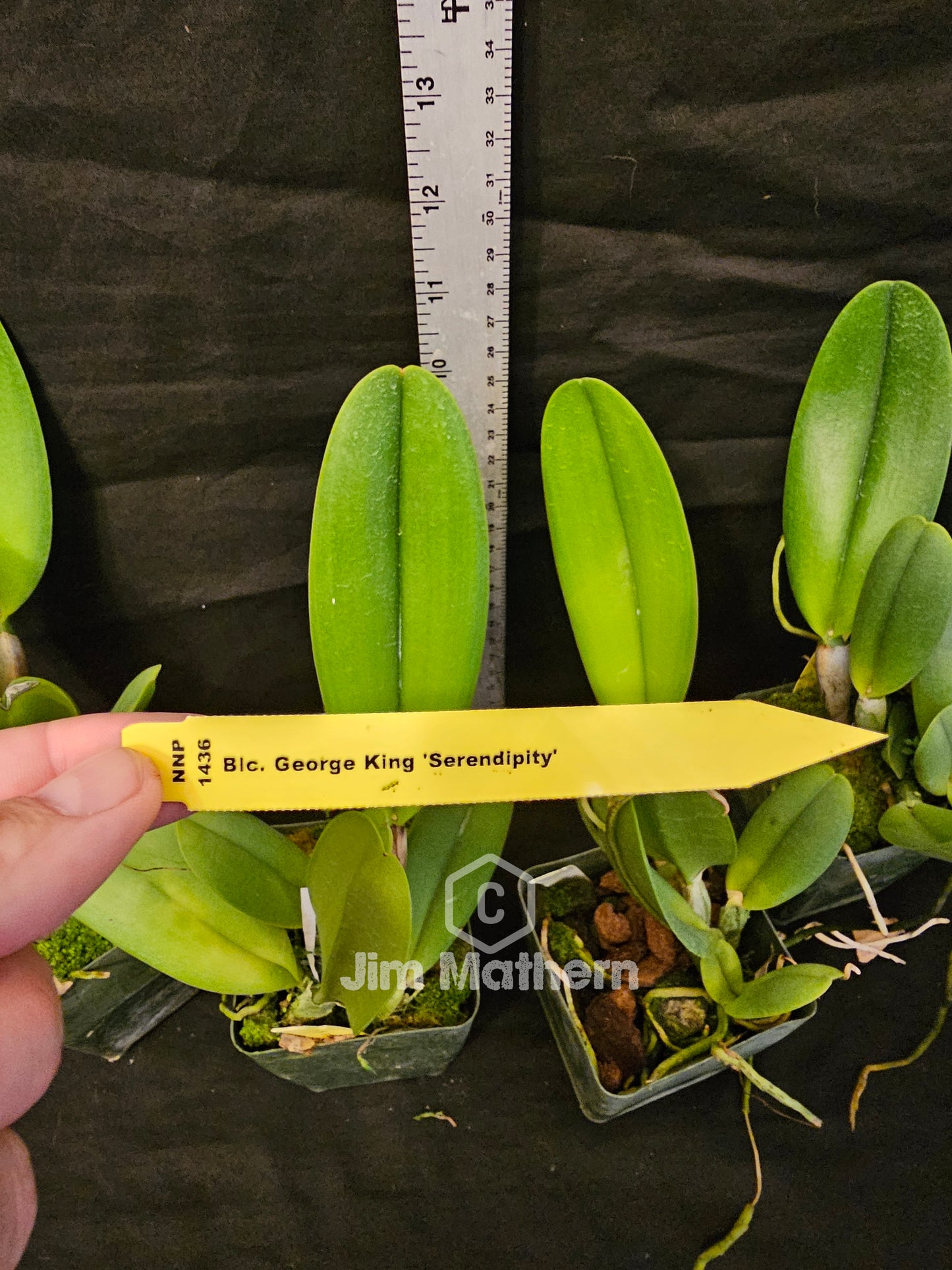 Rlc George King 'Serendipity' (Rhyncholaeliocattleya Buttercup × Cattleya Bob Betts)