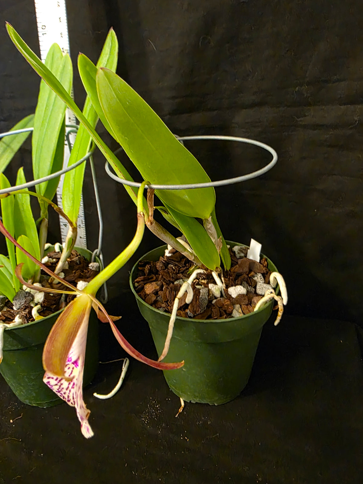 Bc Mary Dodson blooming size Brassavola orchid hybrid, seed grown fragrant