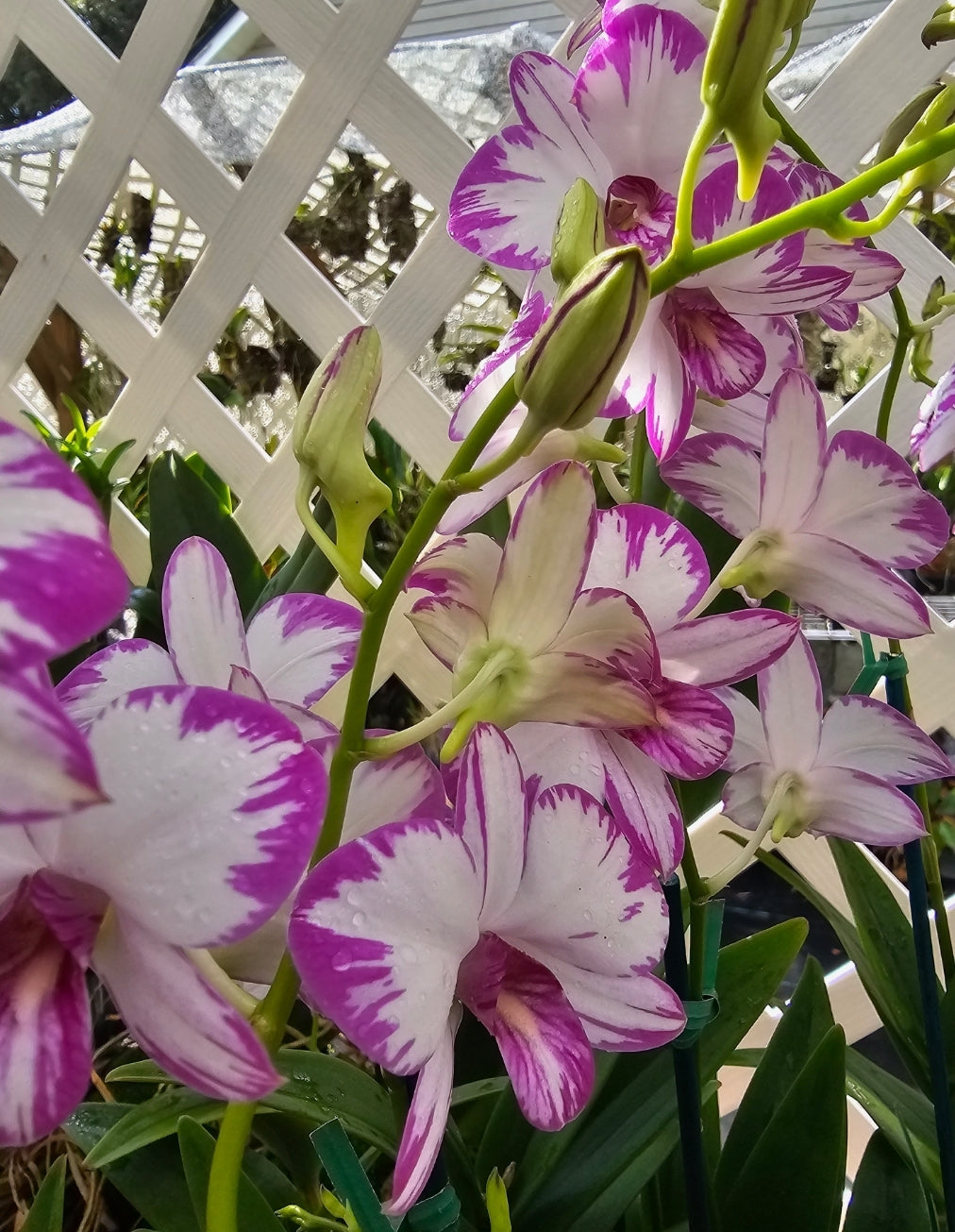 Dendrobium Enobi Purple 'Splash' in spike