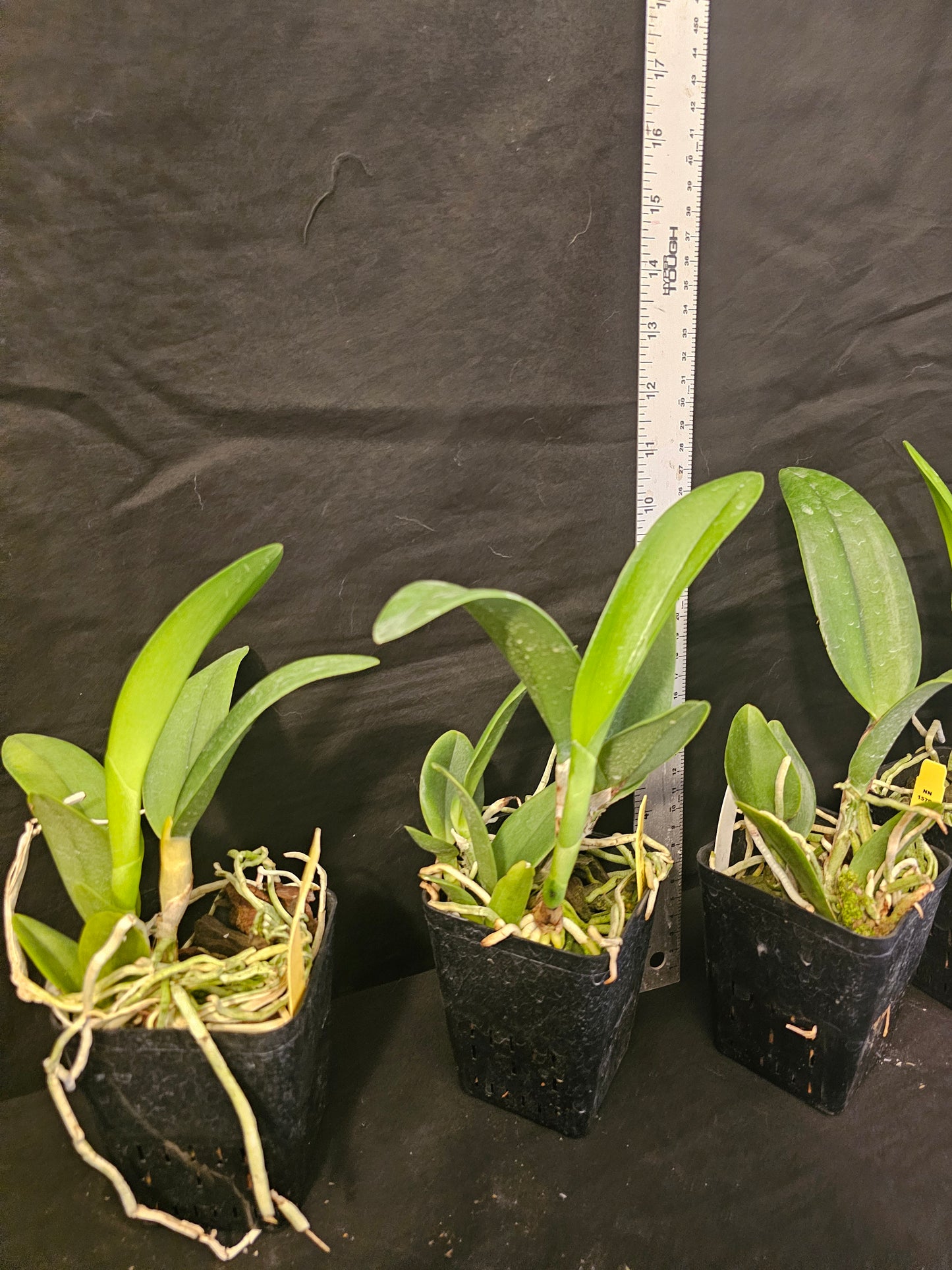 Rlc Hsinying Greenworth 'NN' near blooming size cattkeya orchid clone, beautiful fragrant blooms