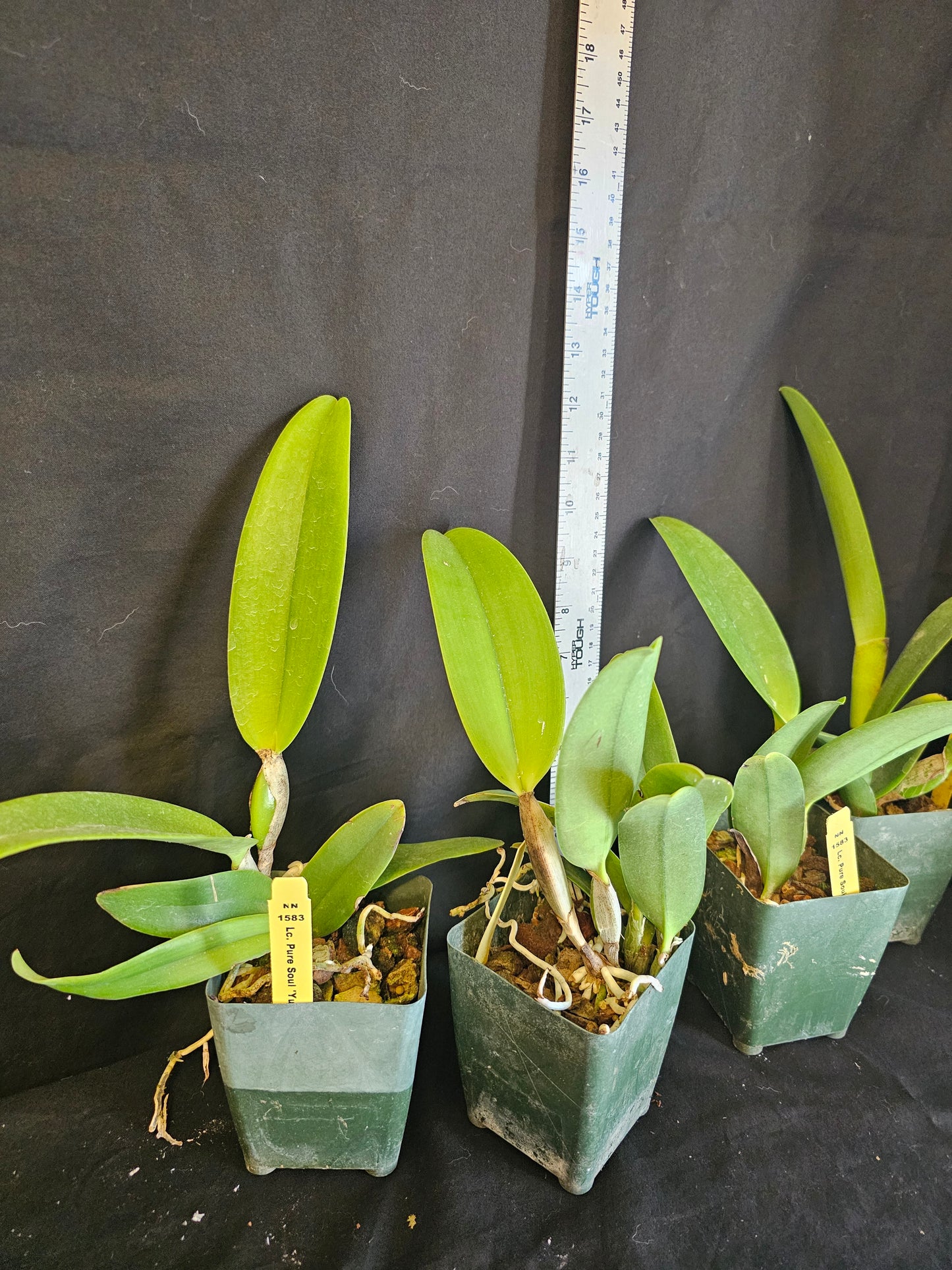 Lc Pure Soul 'Yutaka Morimoto' Blooming size cattleya orchid clone. 3.5" pot. Fragrant blooms