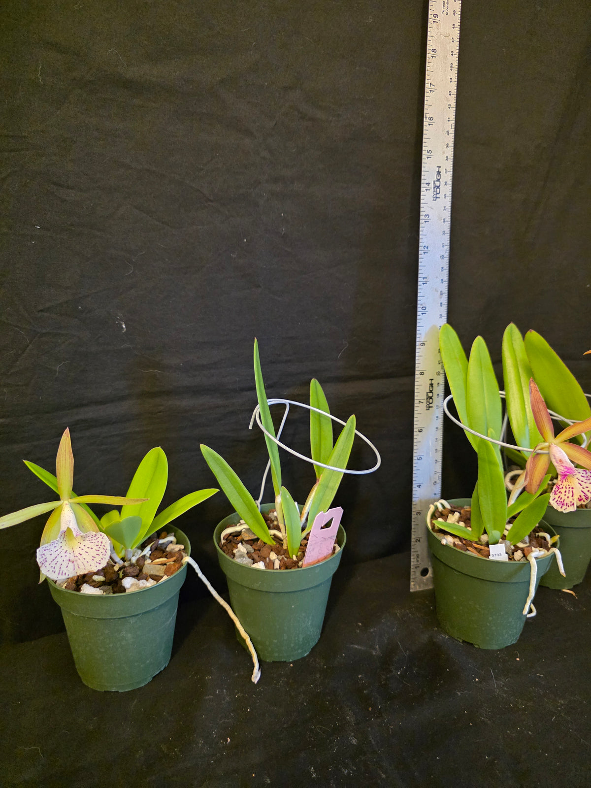 Bc Mary Dodson blooming size Brassavola orchid hybrid, seed grown fragrant