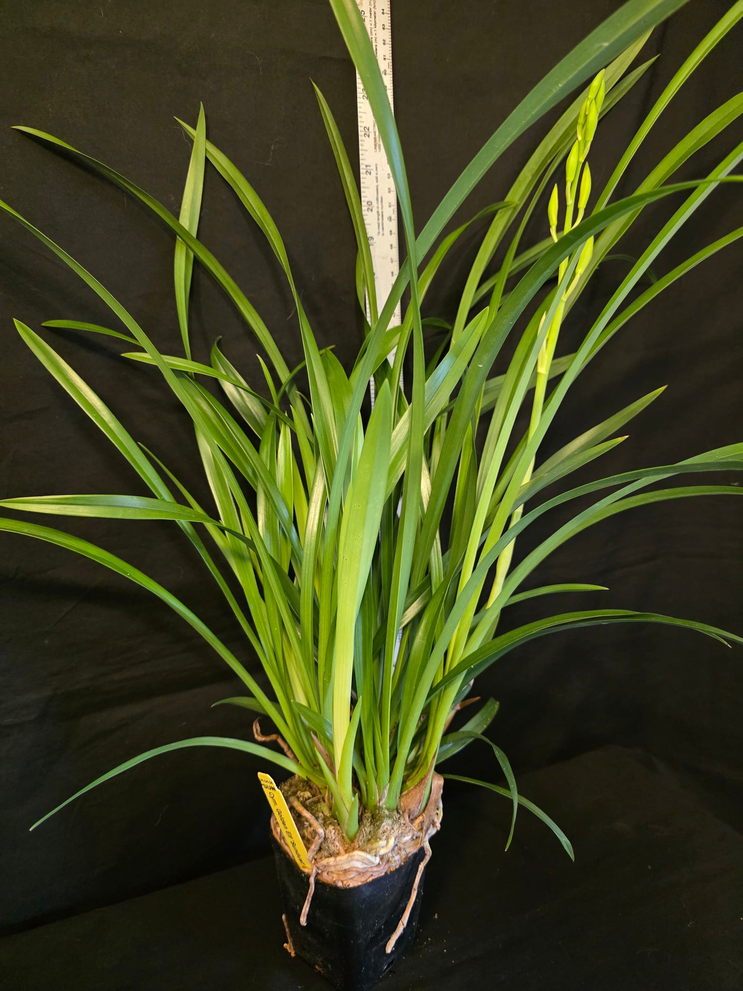In spike, Cymbidium Golden Elf 'Sundust' Warm Tolerant Bloomimg Size Cymbidium Orchid