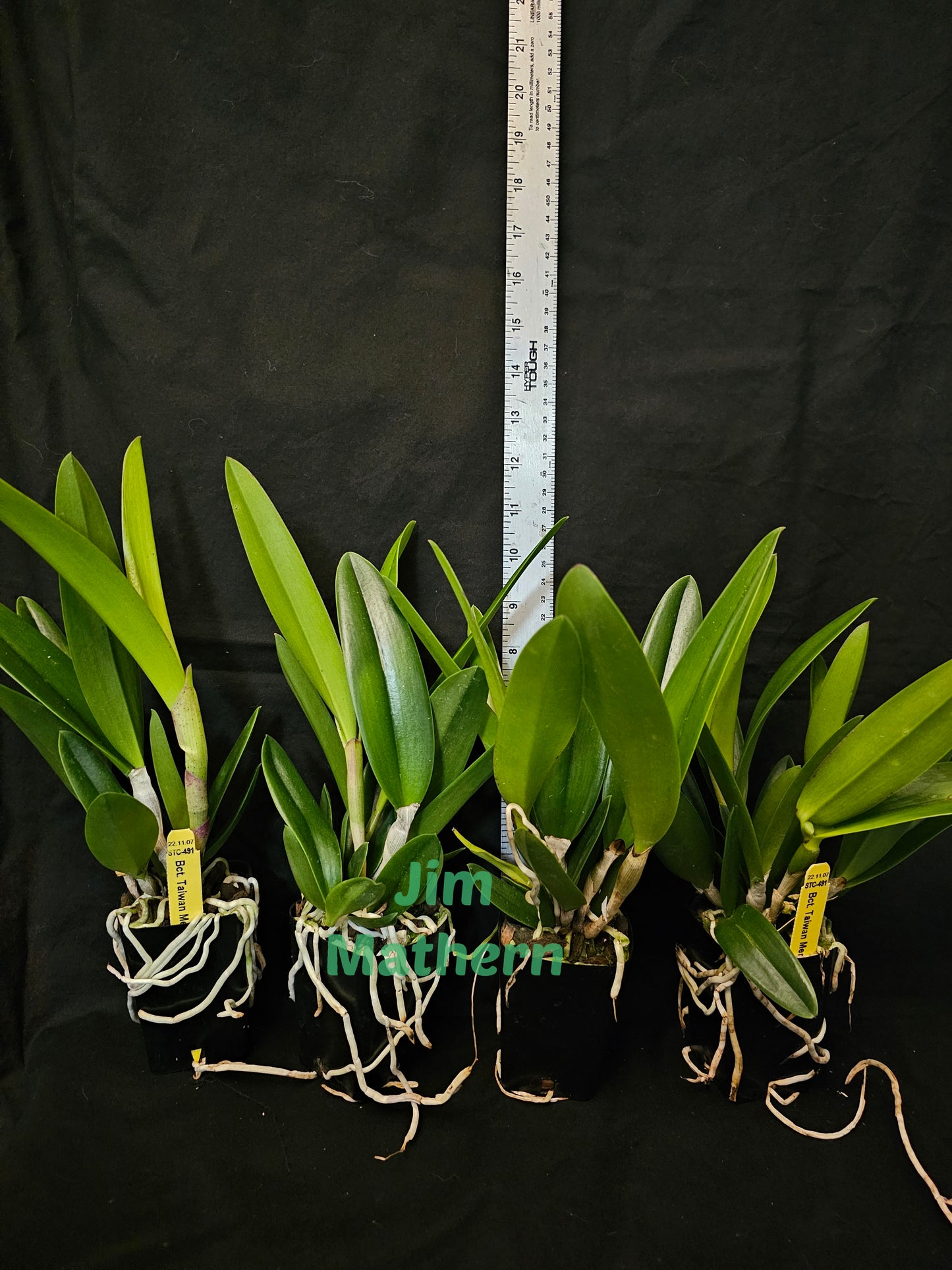 Bct Taiwan Mermaid 'STK' blooming size Brassavola/cattleya clones. Fragrant