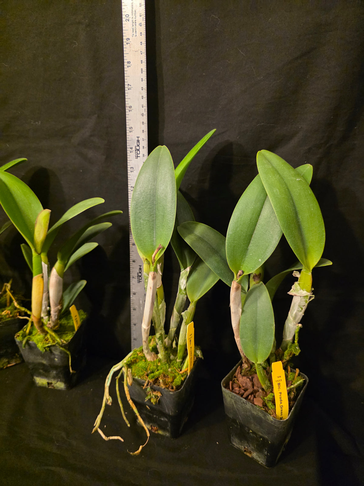 Rlc Prada Green Deluxe 'NN' near blooming size fragrant green cattleya clone.
