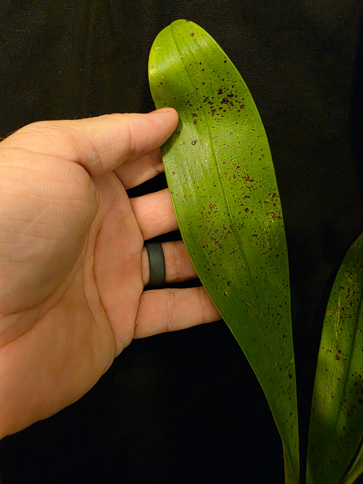 Grammatophyllum stapeliiflorum near blooming size rare orchid species