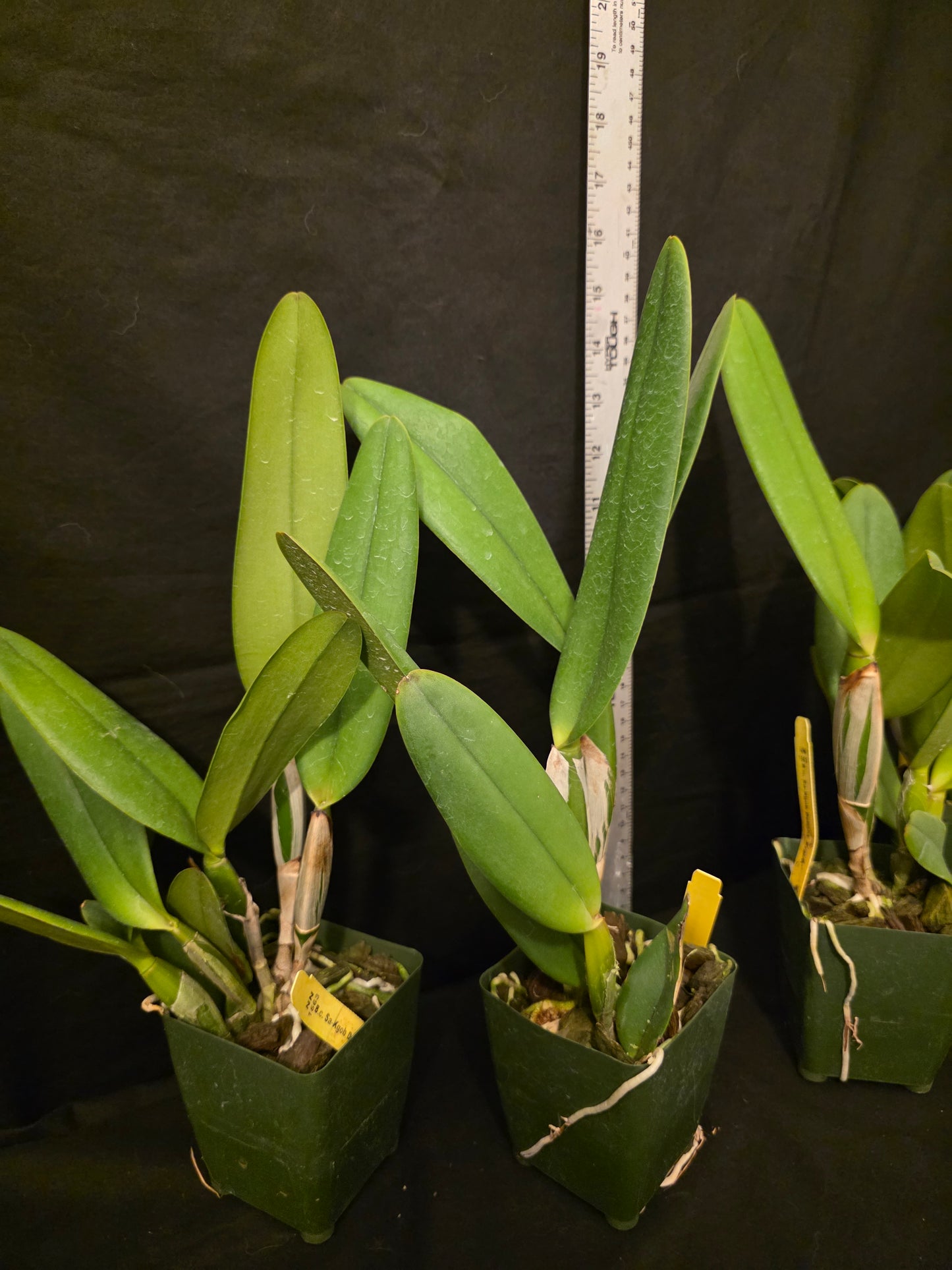 Rlc Sa-Kgob Delight 'Krairit' beautiful 2 tone large blooming fragrant cattleya orchid clone.