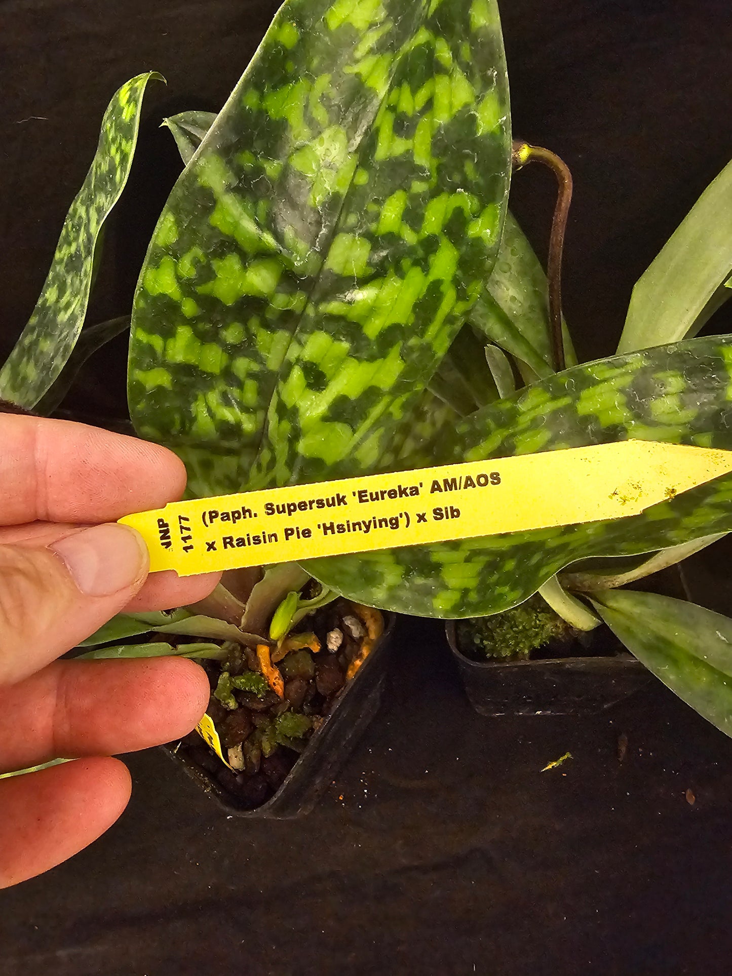 Paphiopedilum Hsinying Alien. In spike. Long lasting attractive blooms.