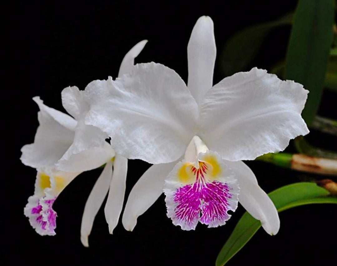 Cattleya lueddemanniana var semi alba 'Galera'. Blooming size cattleya orchid species. Large fragrant blooms.