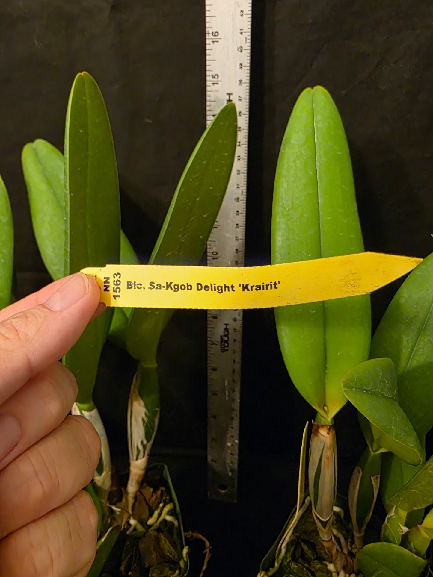 Rlc Sa-Kgob Delight 'Krairit' beautiful 2 tone large blooming fragrant cattleya orchid clone.