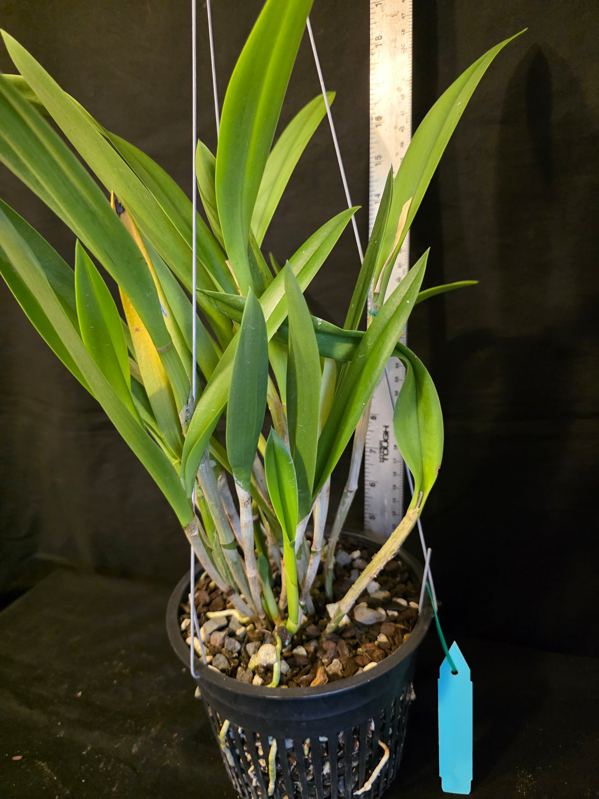Bc Maikai 'Louise' AM/AOS bloom size divisions 6" basket #1