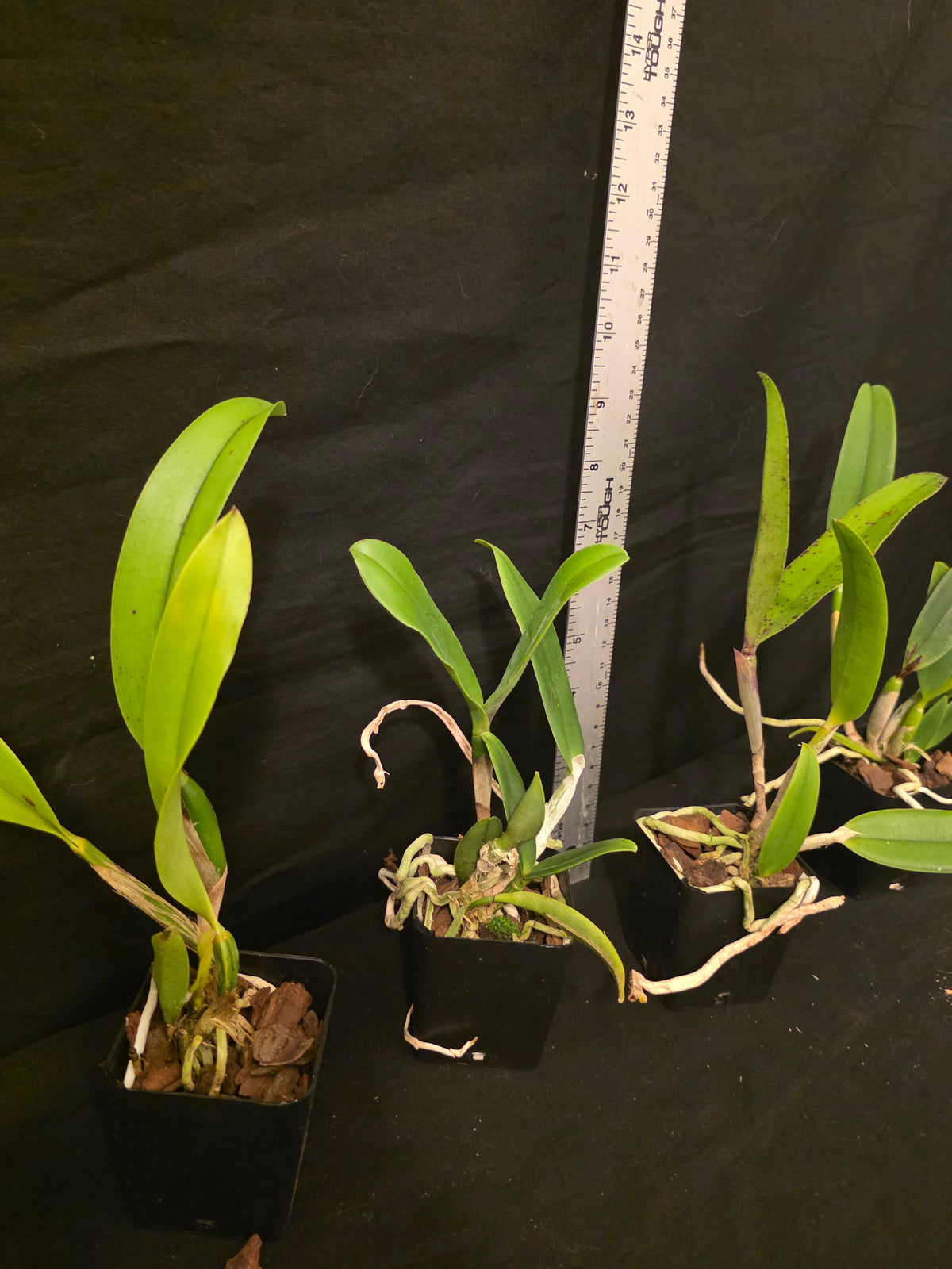 Slc Durigan x Lc Summerland Girl. Near bloom size compact cattleya orchid hybrid.