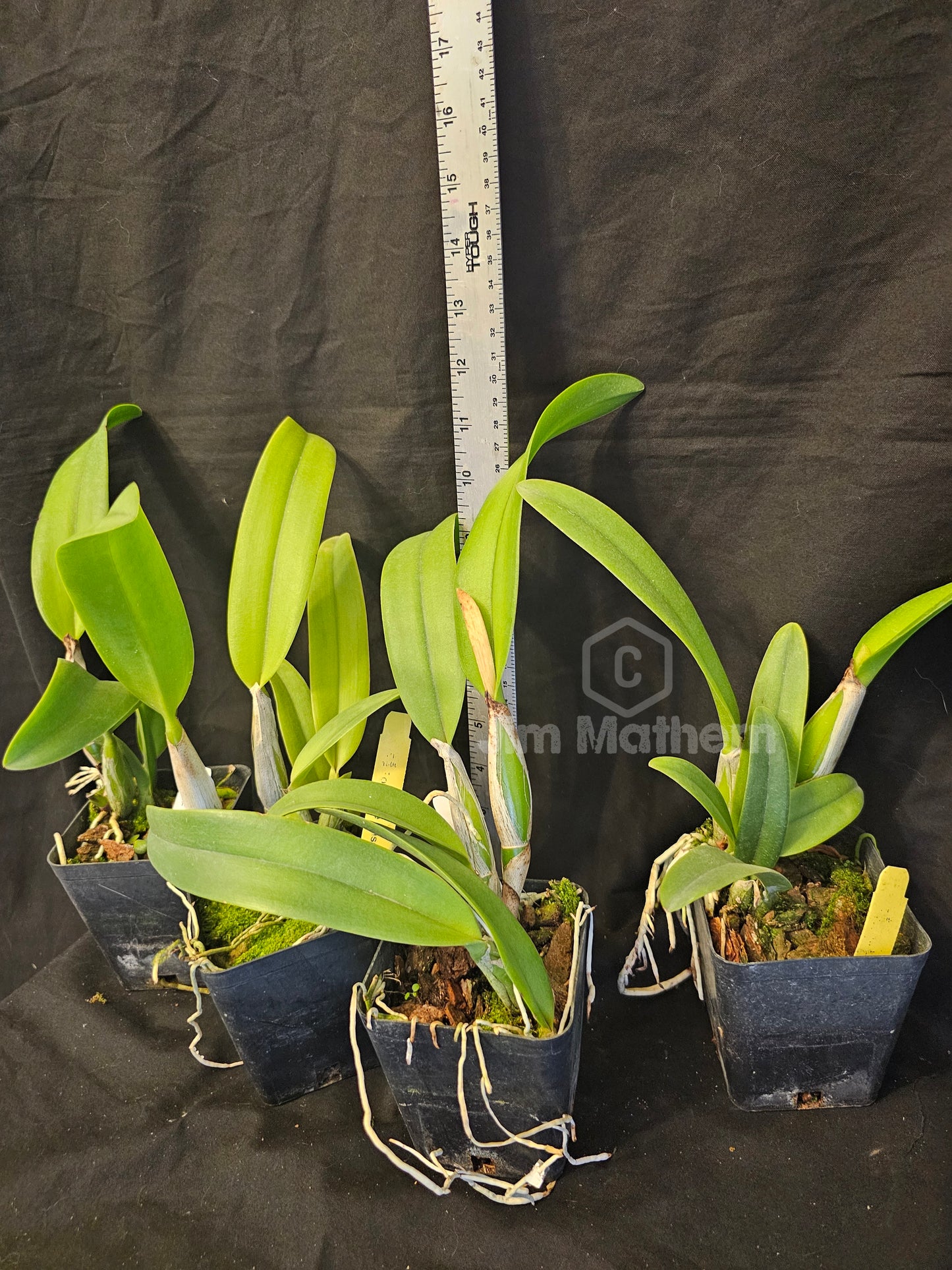 Rth Love Passion 'Orange Bird' near Blooming size cattleya clone.