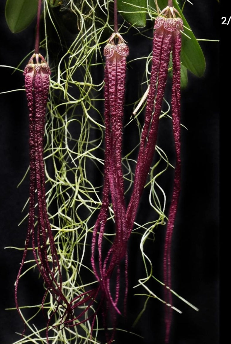 Bulbophyllum habrotinum. Blooming size bulbophyllum orchid species.