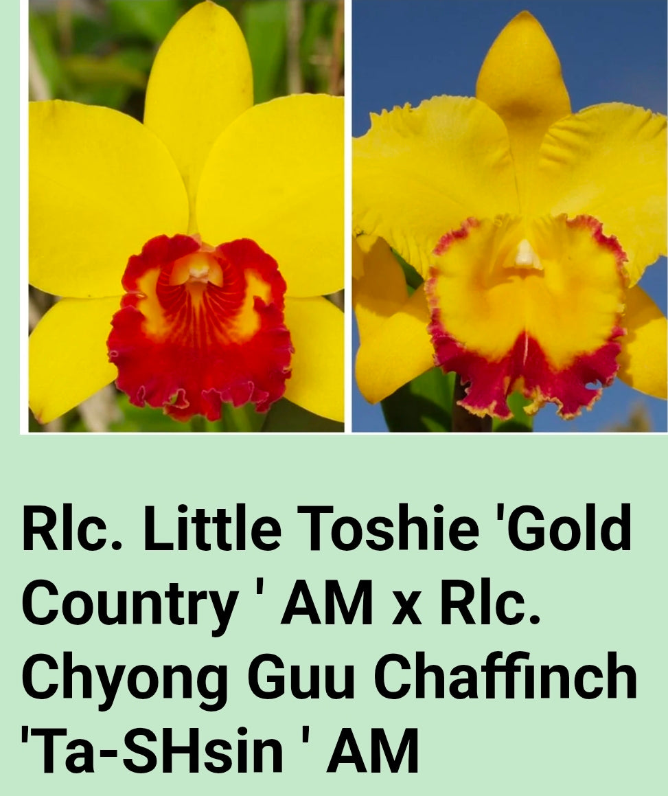 Rlc Little Toshie x Chyong Guu Chaffinch. Near blooming size compact growing cattleya.