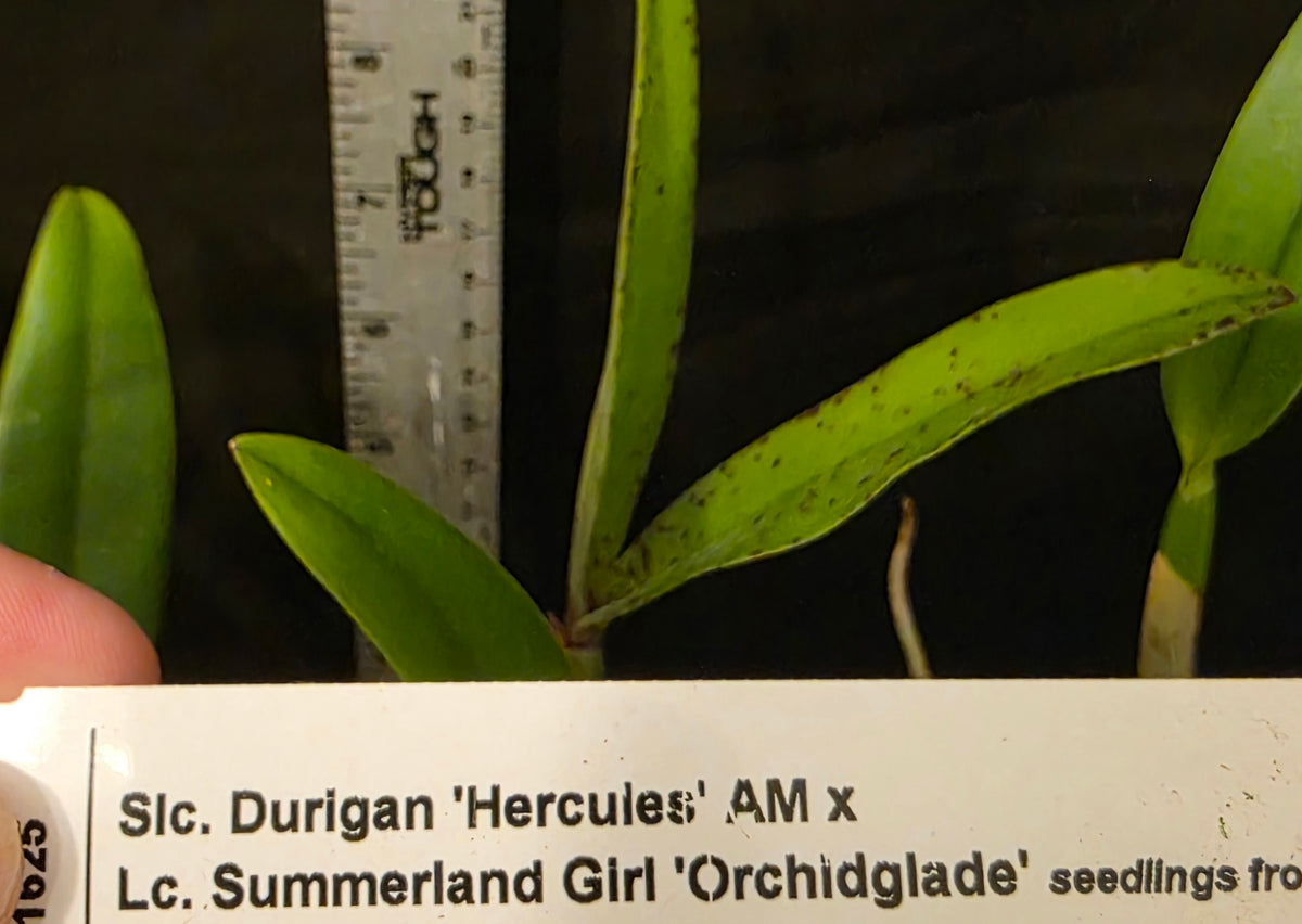 Slc Durigan x Lc Summerland Girl. Near bloom size compact cattleya orchid hybrid.