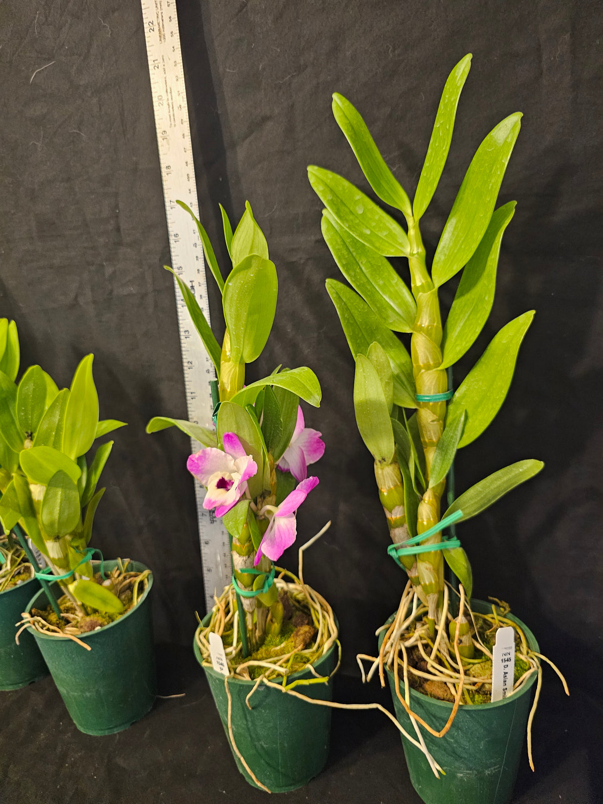 Dendrobium Asian Smile 'Cutie Girl' blooming size nobile Dendrobium Clone.
