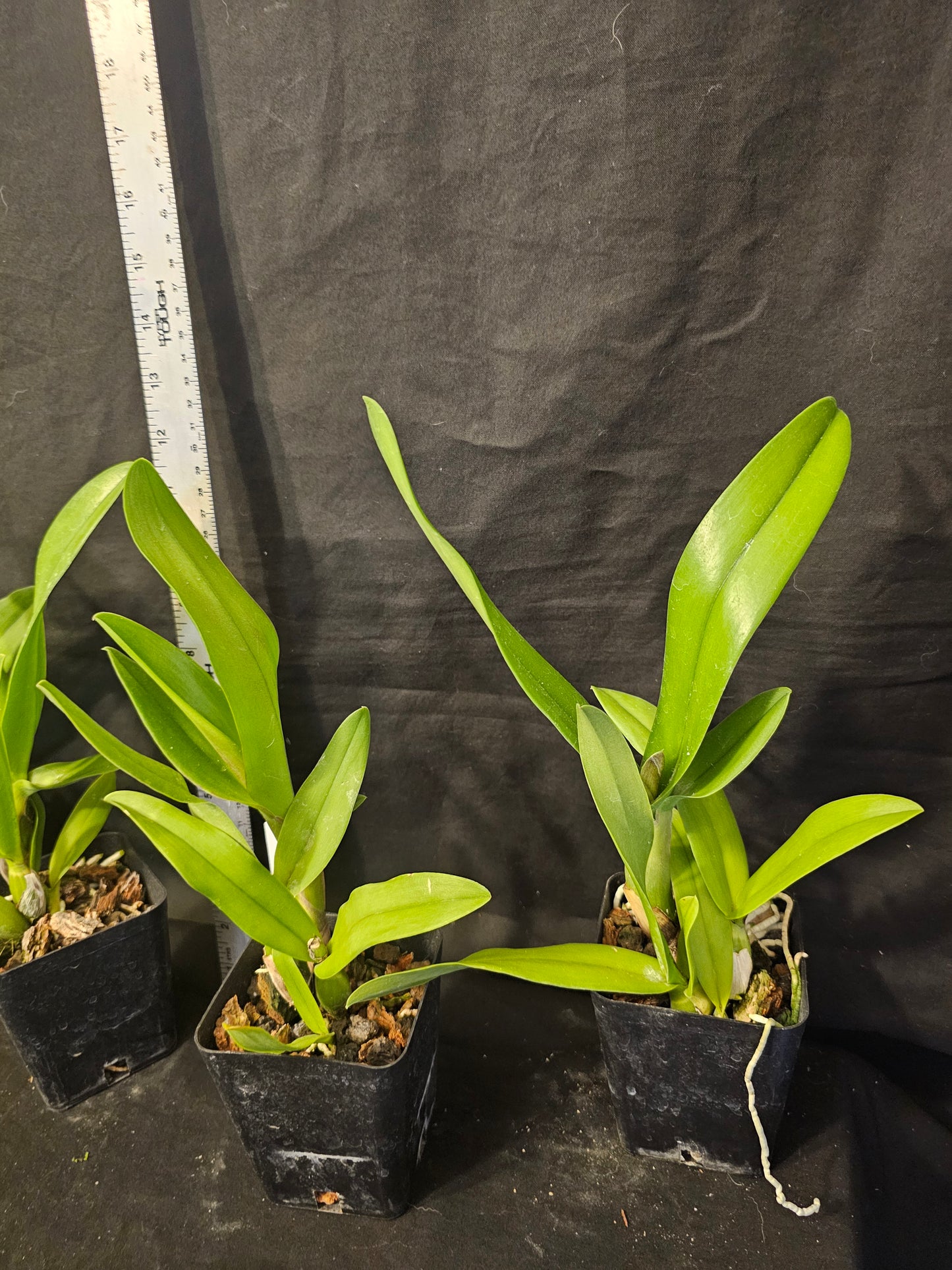 Iwanagaara Apple blossom. Blooming size cattleya orchid hybrid. Beautiful
