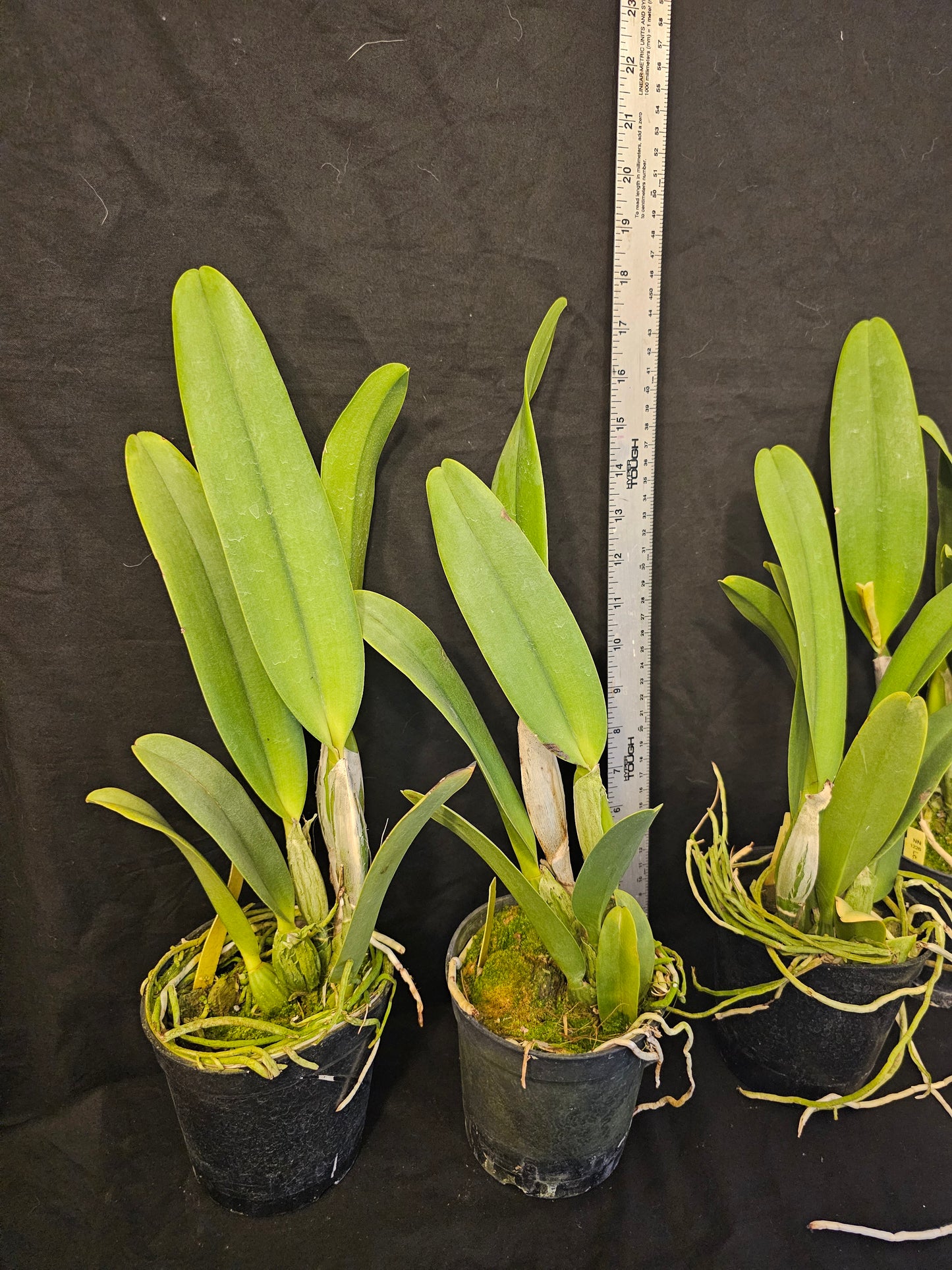 Lc Irene Finney 'Spring Bounty' Large Blooming size cattleya orchid clone.