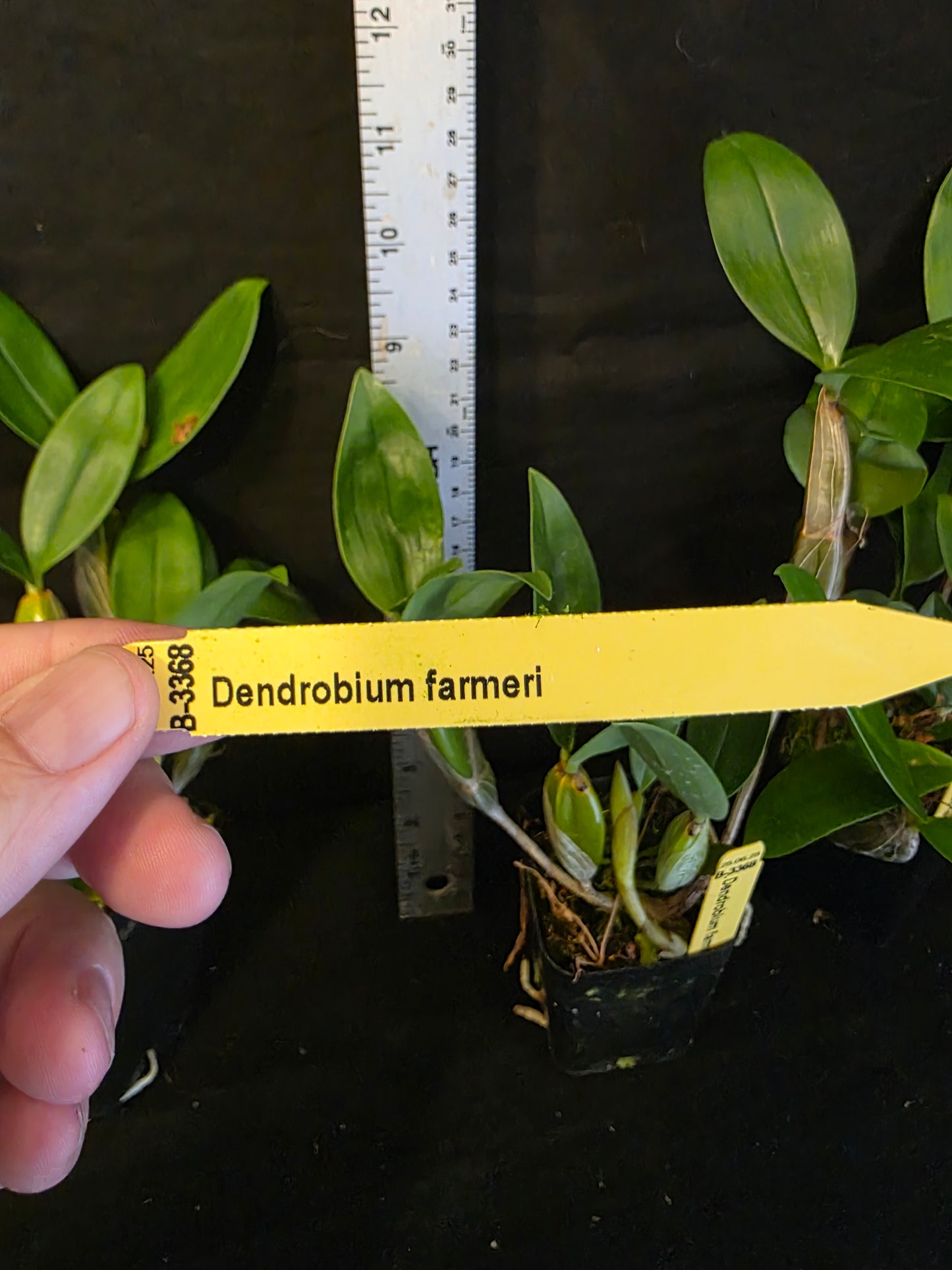 Dednrobium farmeri, near bloomimg size orchid species. Beautiful