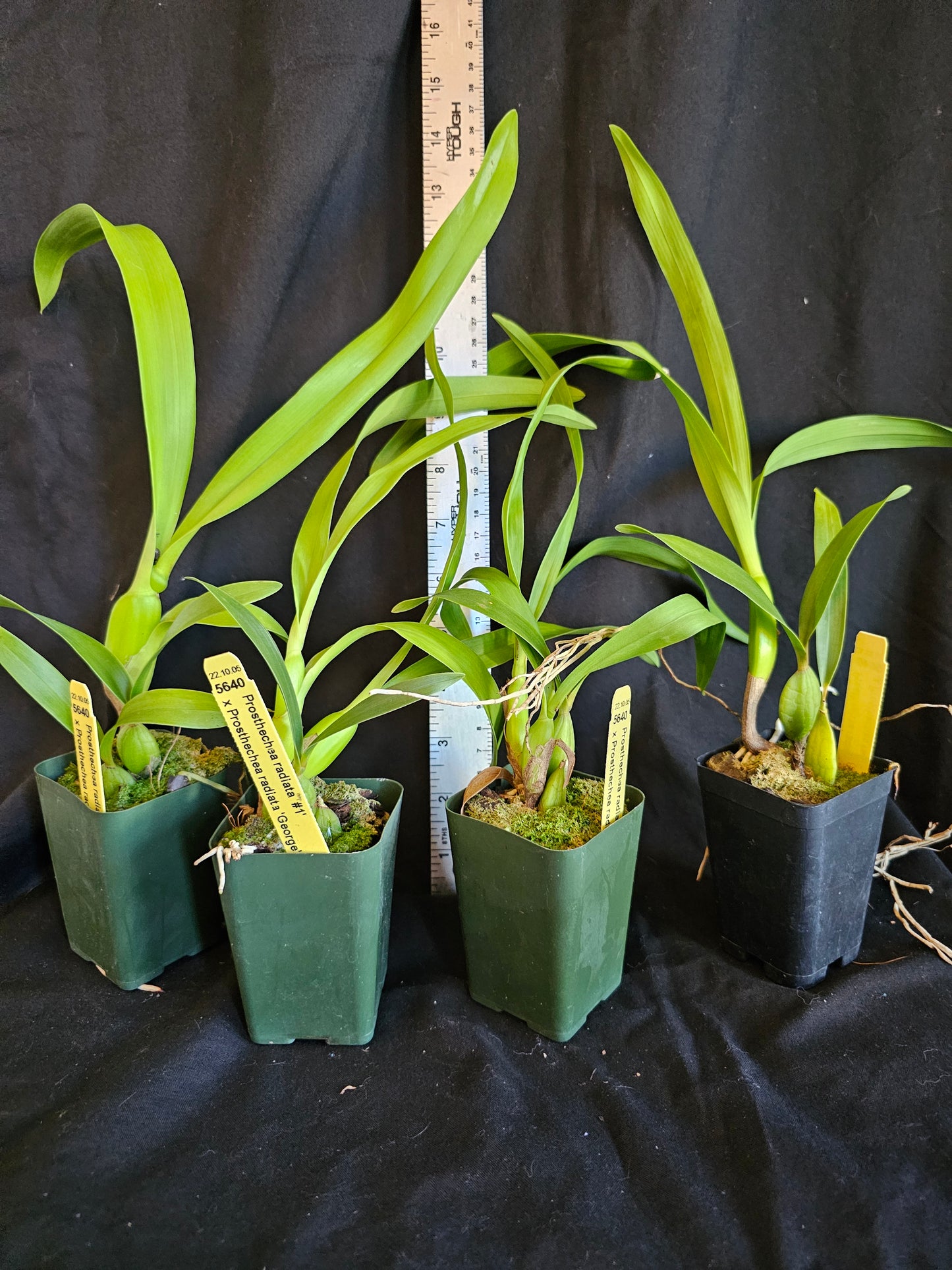 Prosthechea radiata