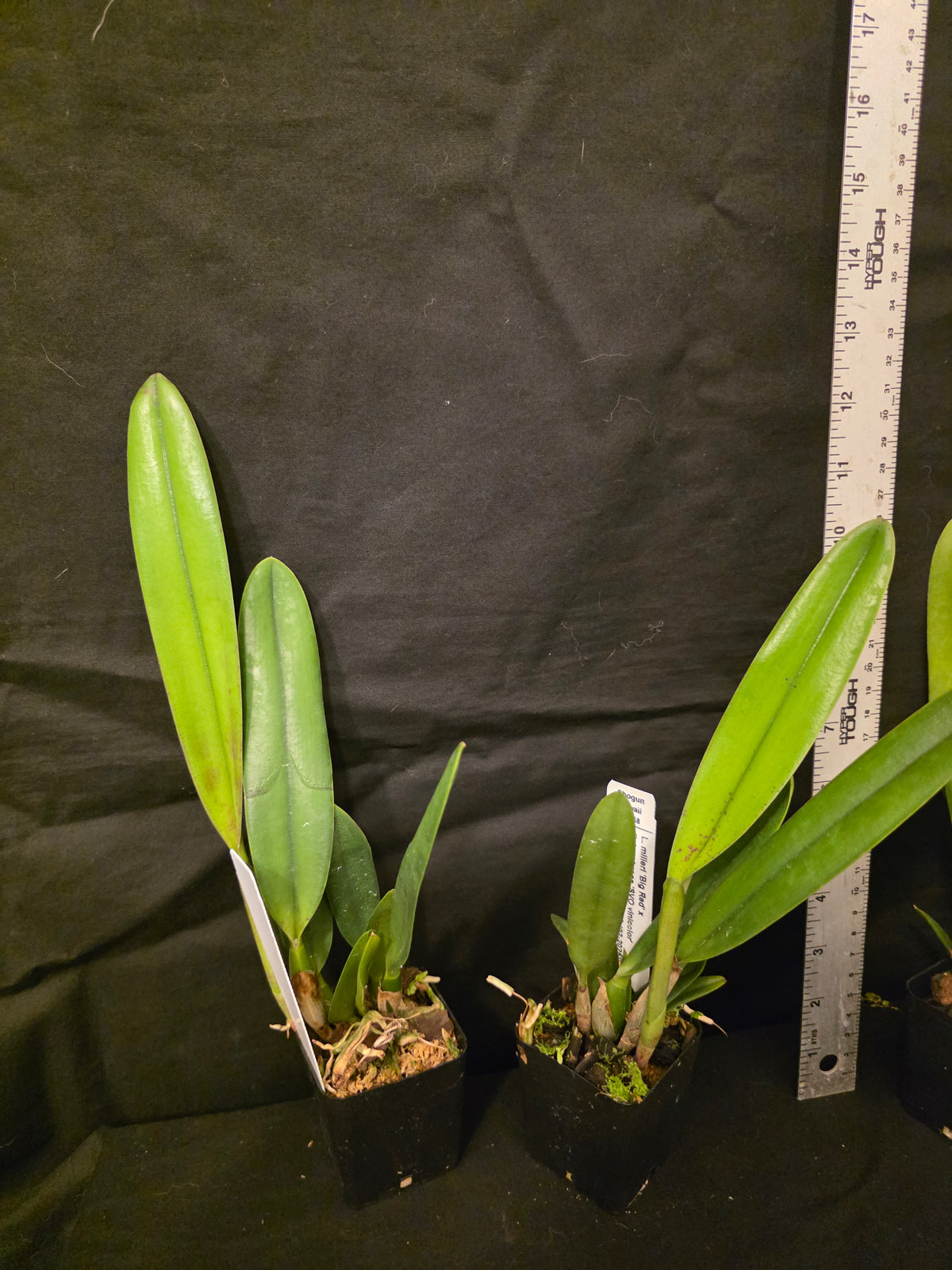 Cattleya Zip (L.milleri x C tenebrosa) Amazing Rarely seen hybrid.