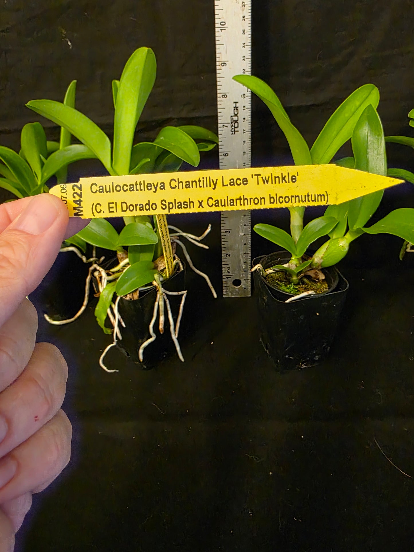 Caulocattleya Chantilly Lace 'Twinkle' blooming size compact cattleya clone. Fragrant and beautiful.