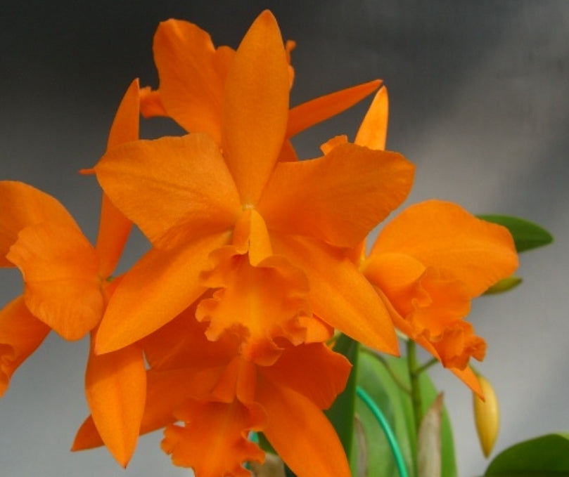 Rth Love Passion 'Orange Bird' near Blooming size cattleya clone.