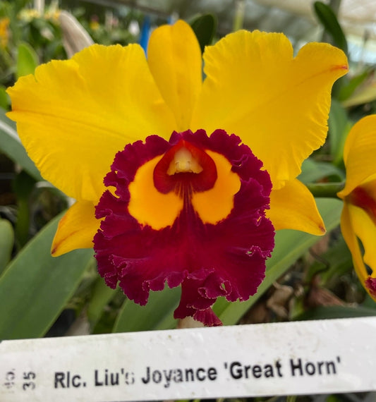 Rlc Liu's Joyance 'Great Horn' Blooming size cattleya orchid clone. Large fragrant yellow blooms.