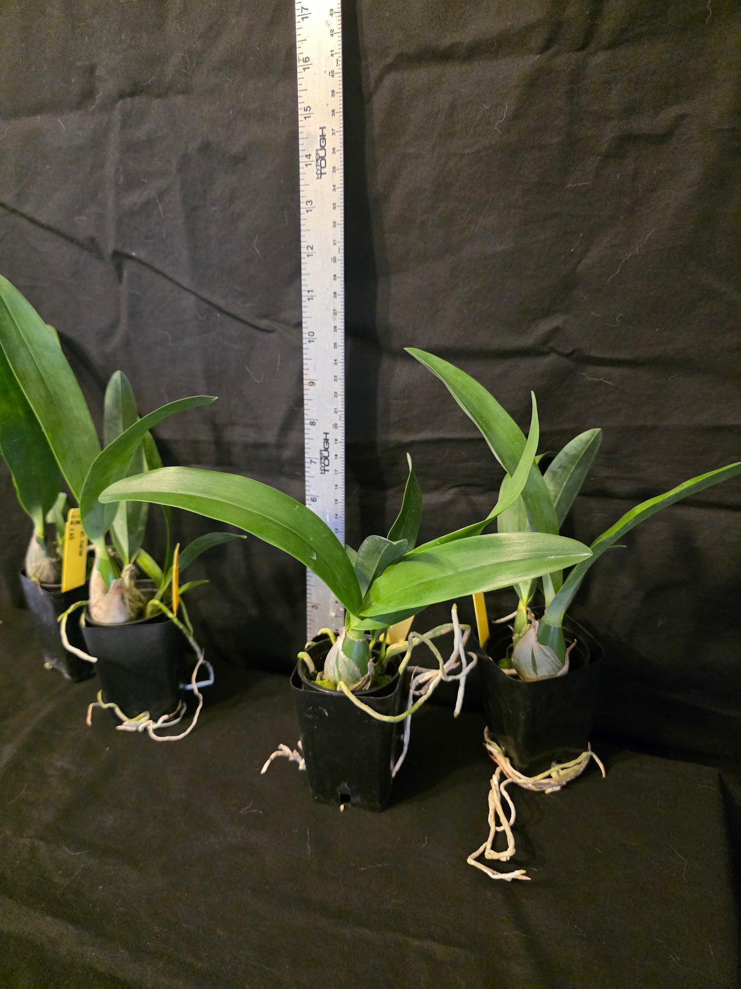 Prosthechea (Psh) mariae Rare orchid speicies