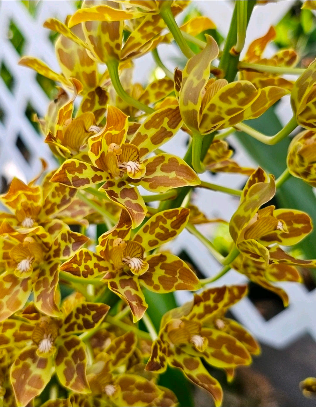 Gram scriptum v citrinum x compact. Blooming size Grammatophyllum orchid species