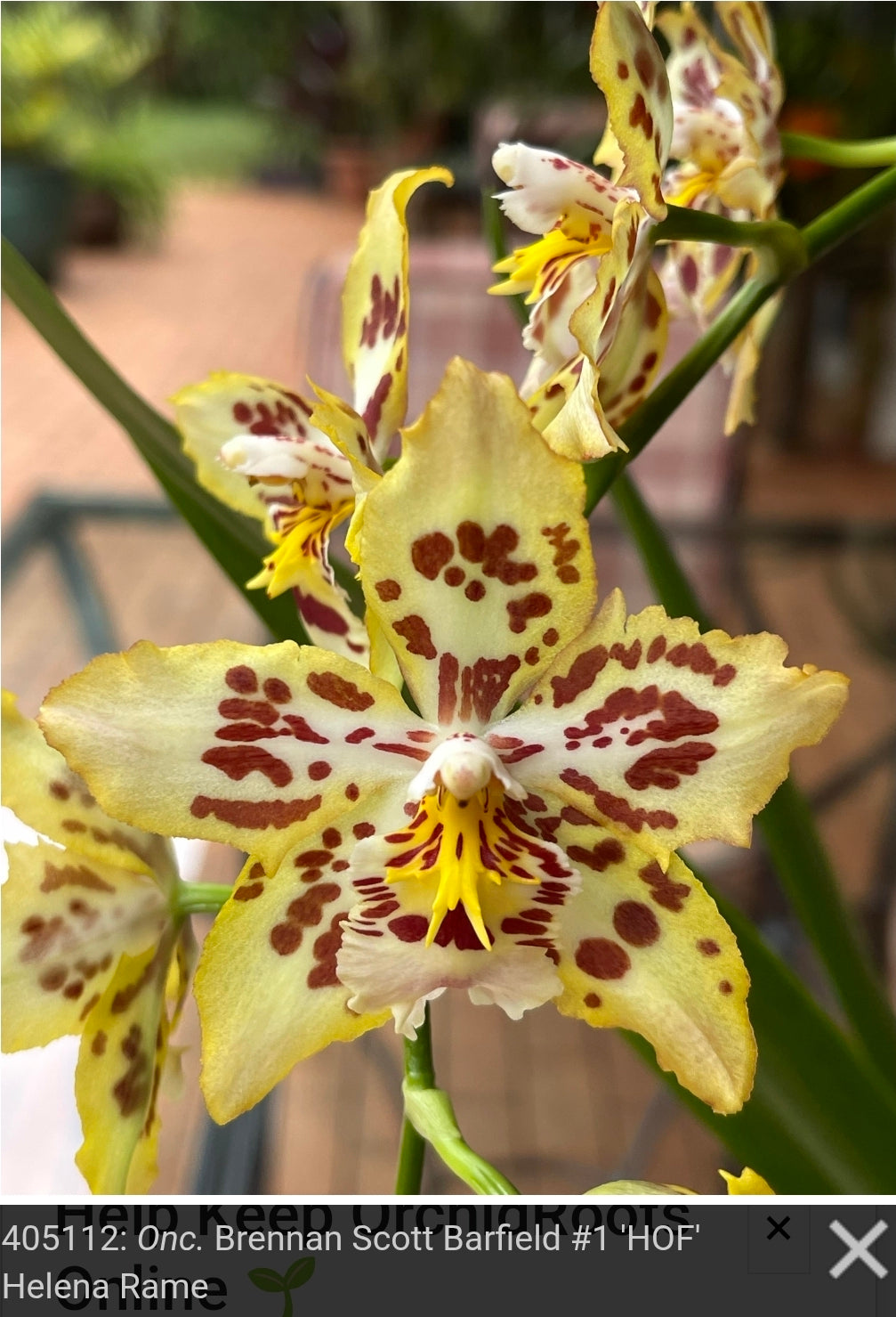 Wilsonara Brennan Scott Barfield 'HOF #1' blooming size No longer in spike.Intergeneric oncidium clone. Beautiful long lasting blooms