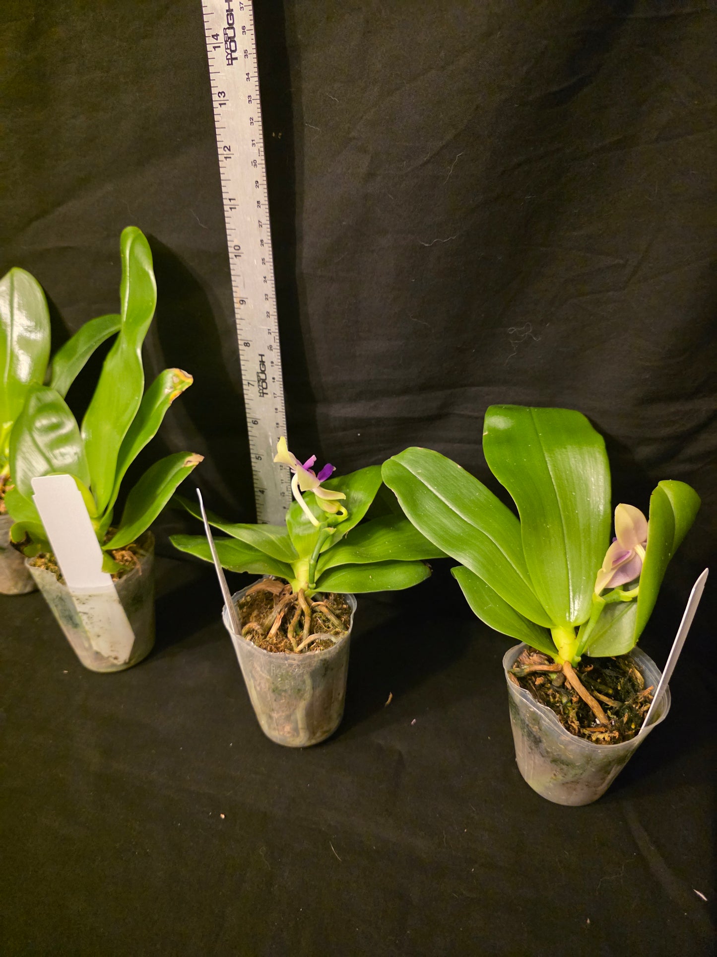 Phalaenopsis bellina var coerulea. Blooming size orchid species. Fragrant
