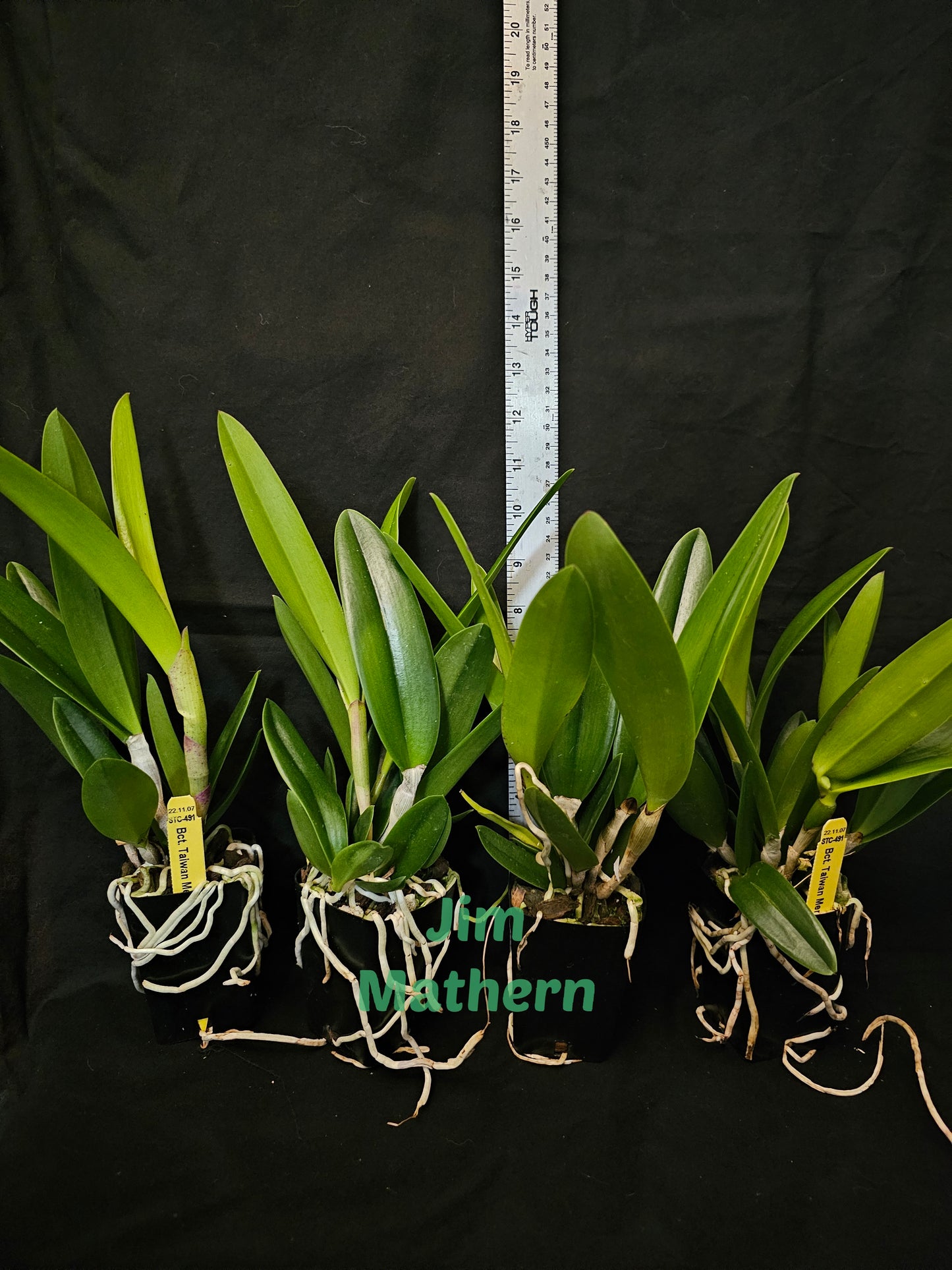 Bct Taiwan Mermaid 'STK' blooming size Brassavola/cattleya clones. Fragrant