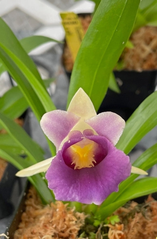 Cochleanthes discolor. Blooming  size orchid species