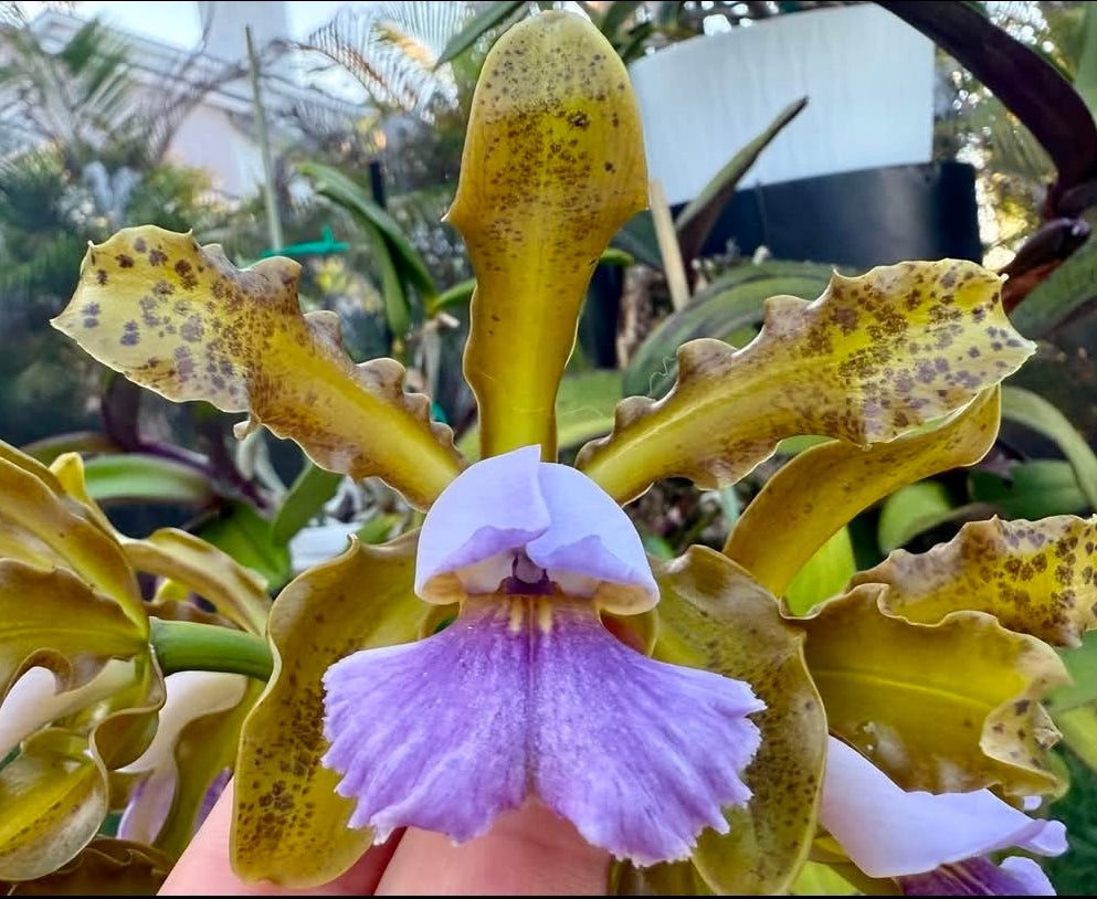 Cattleya Mareeba Tiger v coerulea, blooming size orchid hybrid. Fragrant beauty
